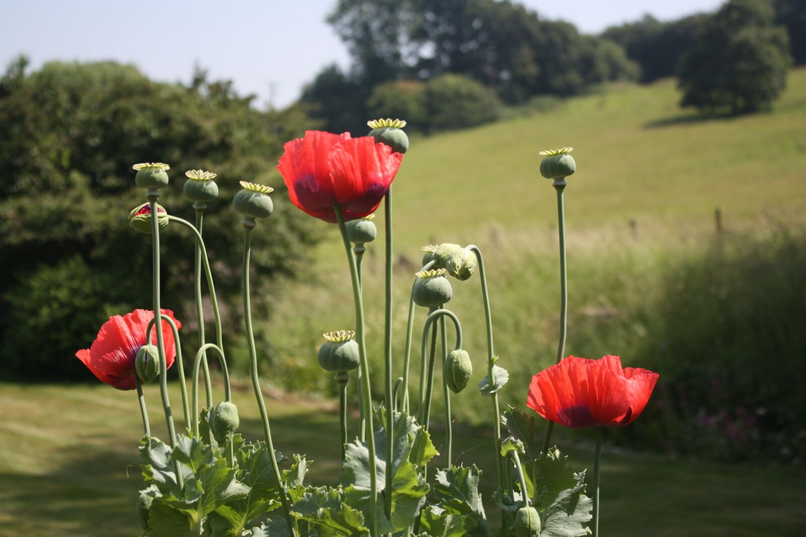 Canon EOS 1000D (EOS Digital Rebel XS / EOS Kiss F) sample photo. Poppy, flower, buds photography