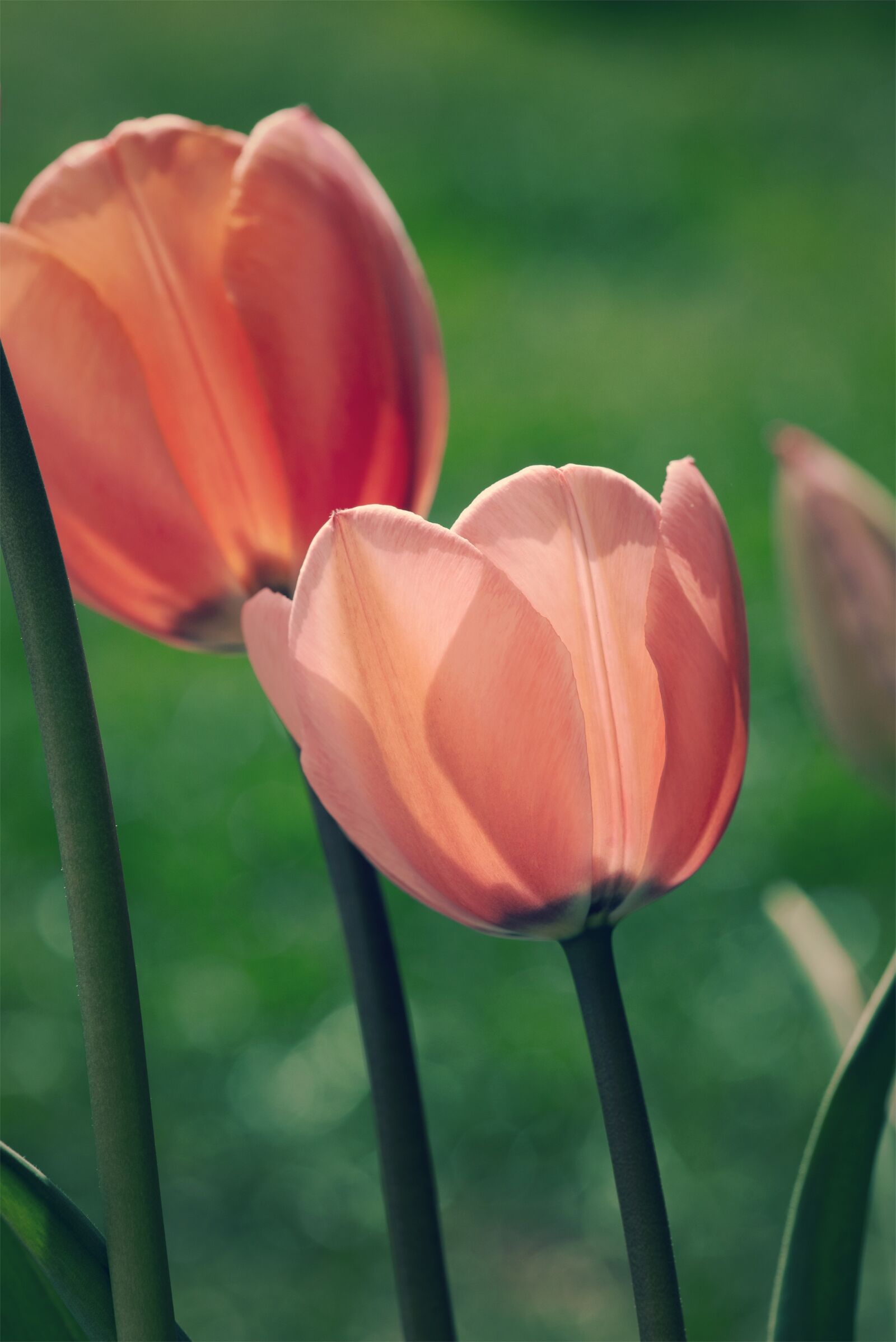 Nikon D750 sample photo. Tulips, flowers, garden photography