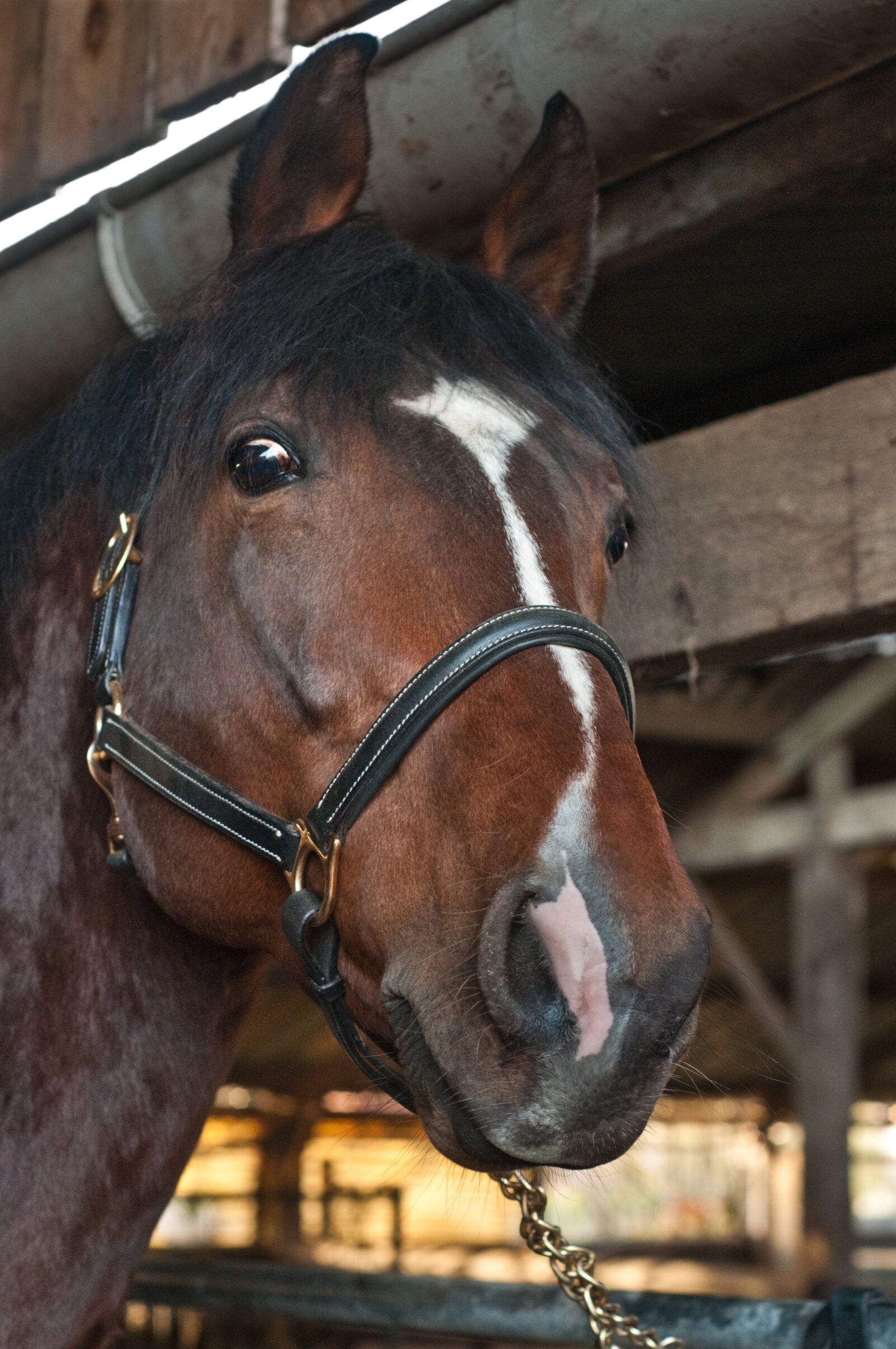 Nikon D300 sample photo. Horse, head, close up photography