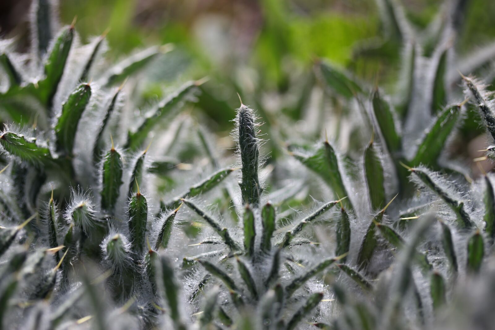 Canon EF-S 60mm F2.8 Macro USM sample photo. Plant, down, green photography