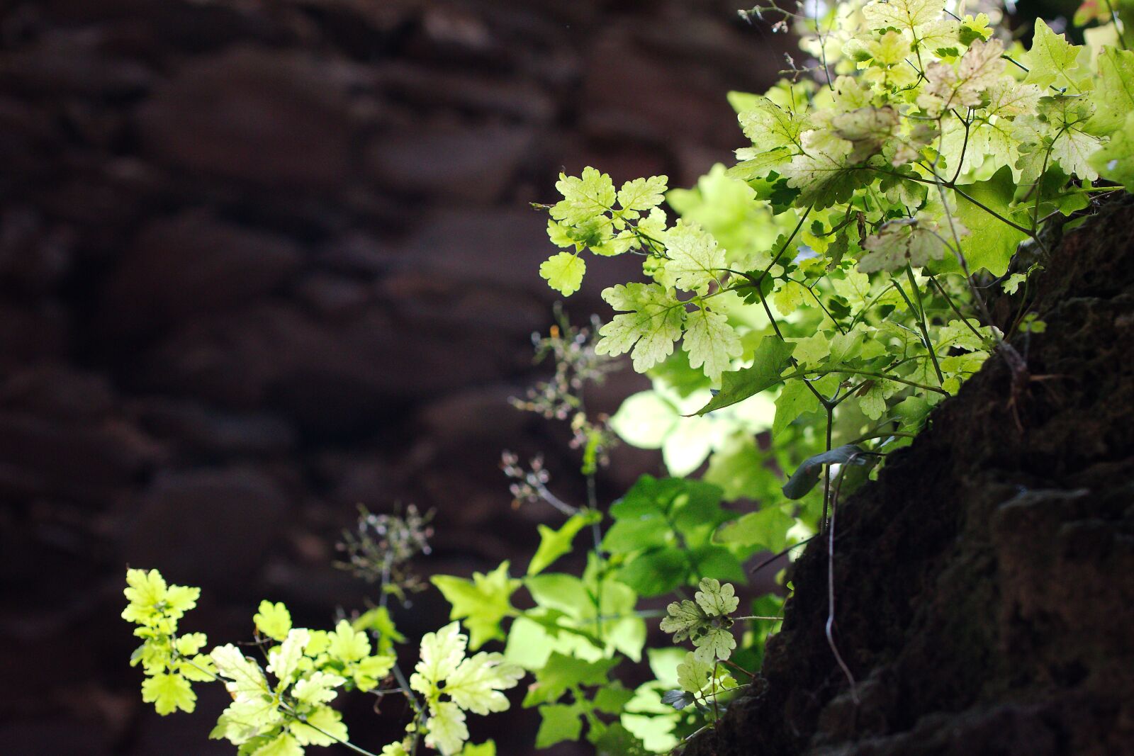 Canon EOS 70D sample photo. Nature, plant, leaf photography