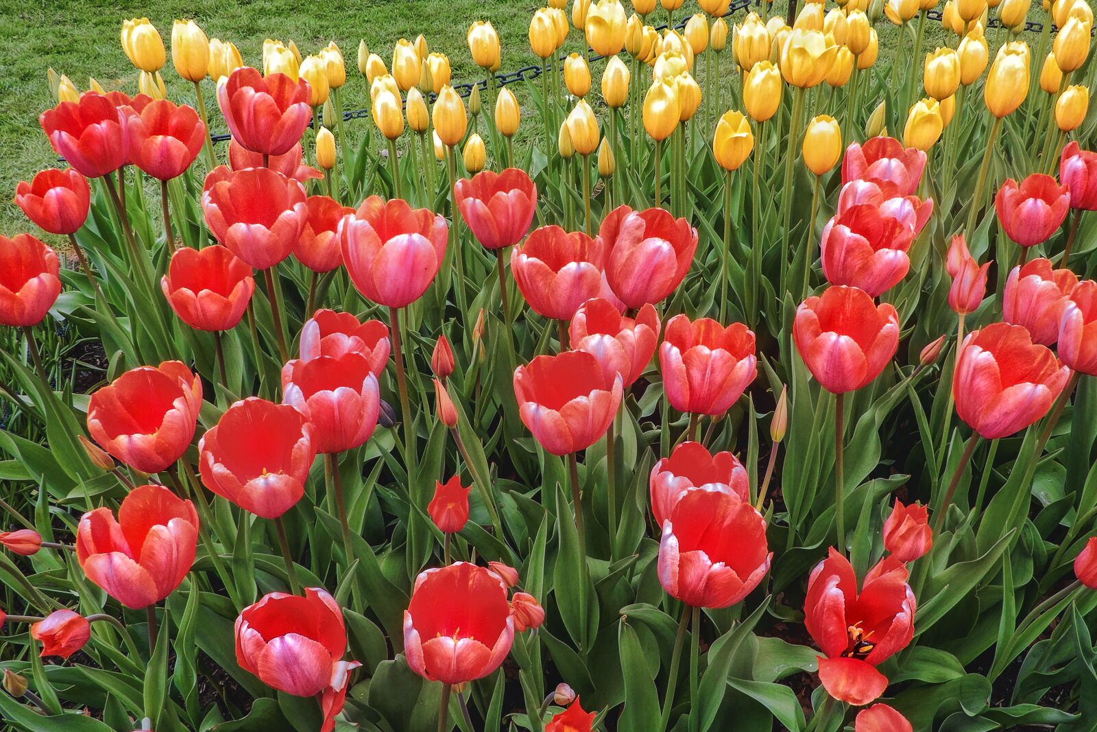 Nikon Coolpix A900 sample photo. Tulips, field, garden photography