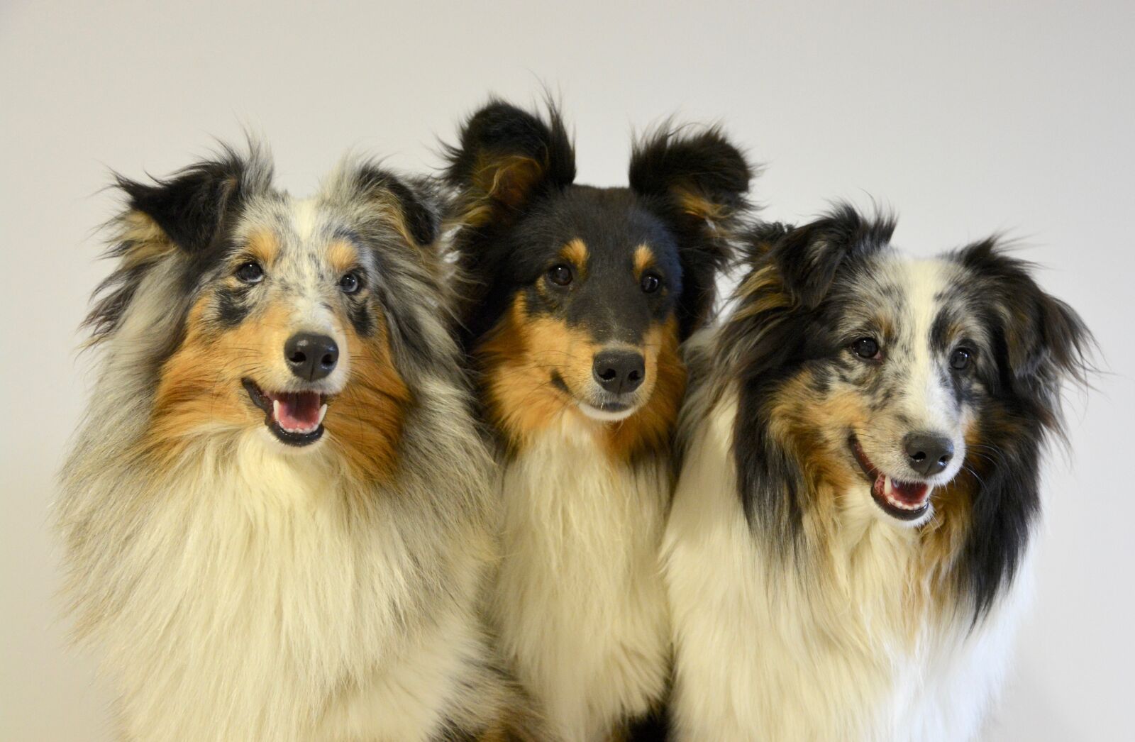 Nikon D5200 sample photo. Sheepdog setland, islands of photography