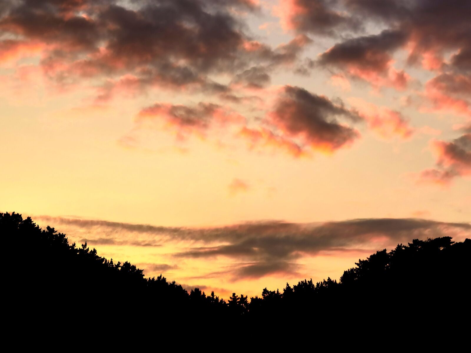 HUAWEI ELS-AN00 sample photo. Sunset, trees, forest photography