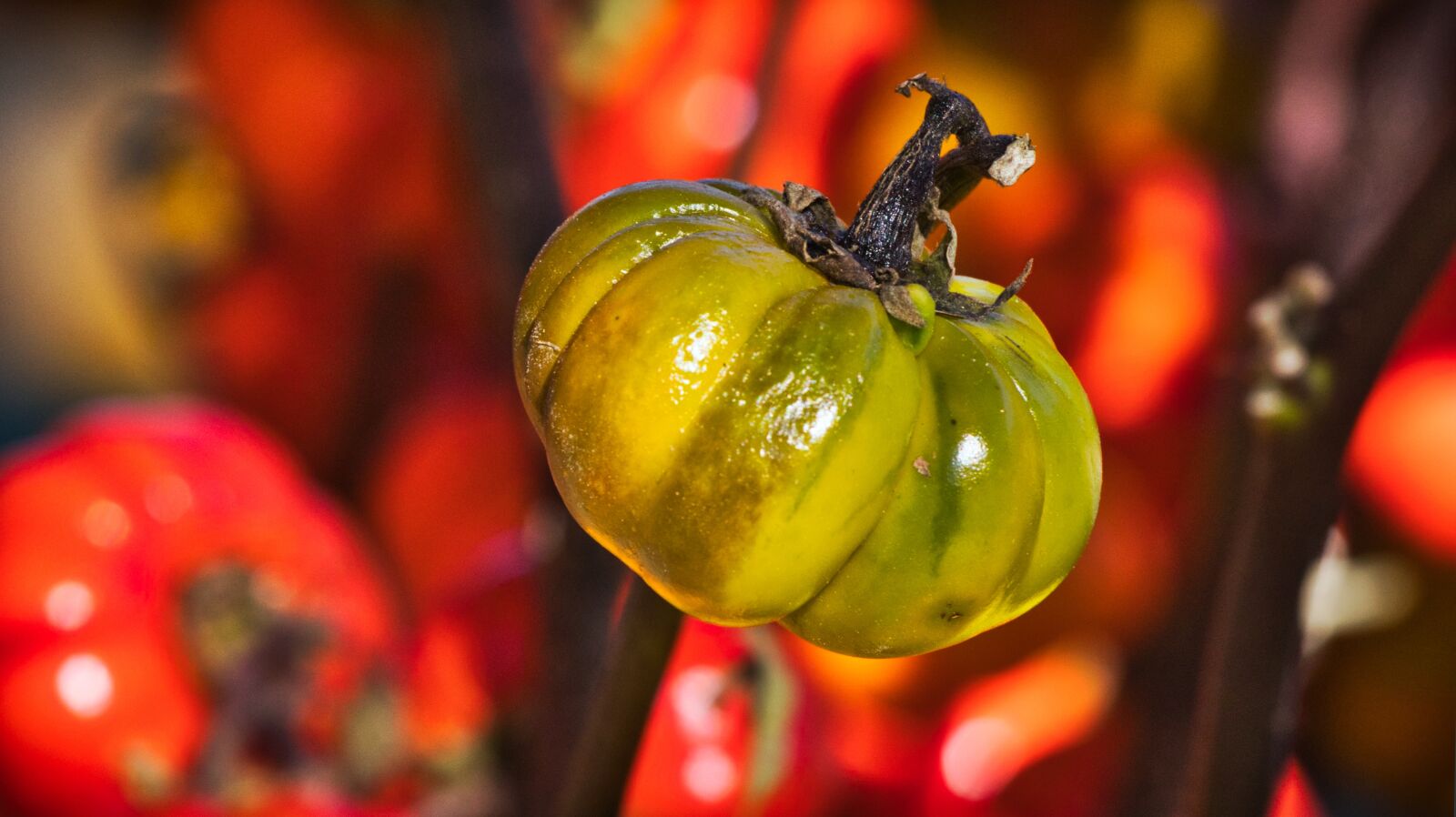 Canon EOS 200D (EOS Rebel SL2 / EOS Kiss X9) + Canon EF 70-200mm F4L IS USM sample photo. Gourd, pumpkin, red photography