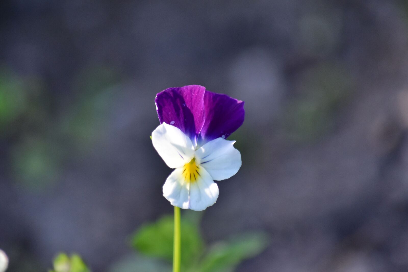 Nikon D5500 sample photo. Garden, spring, herb, flower photography