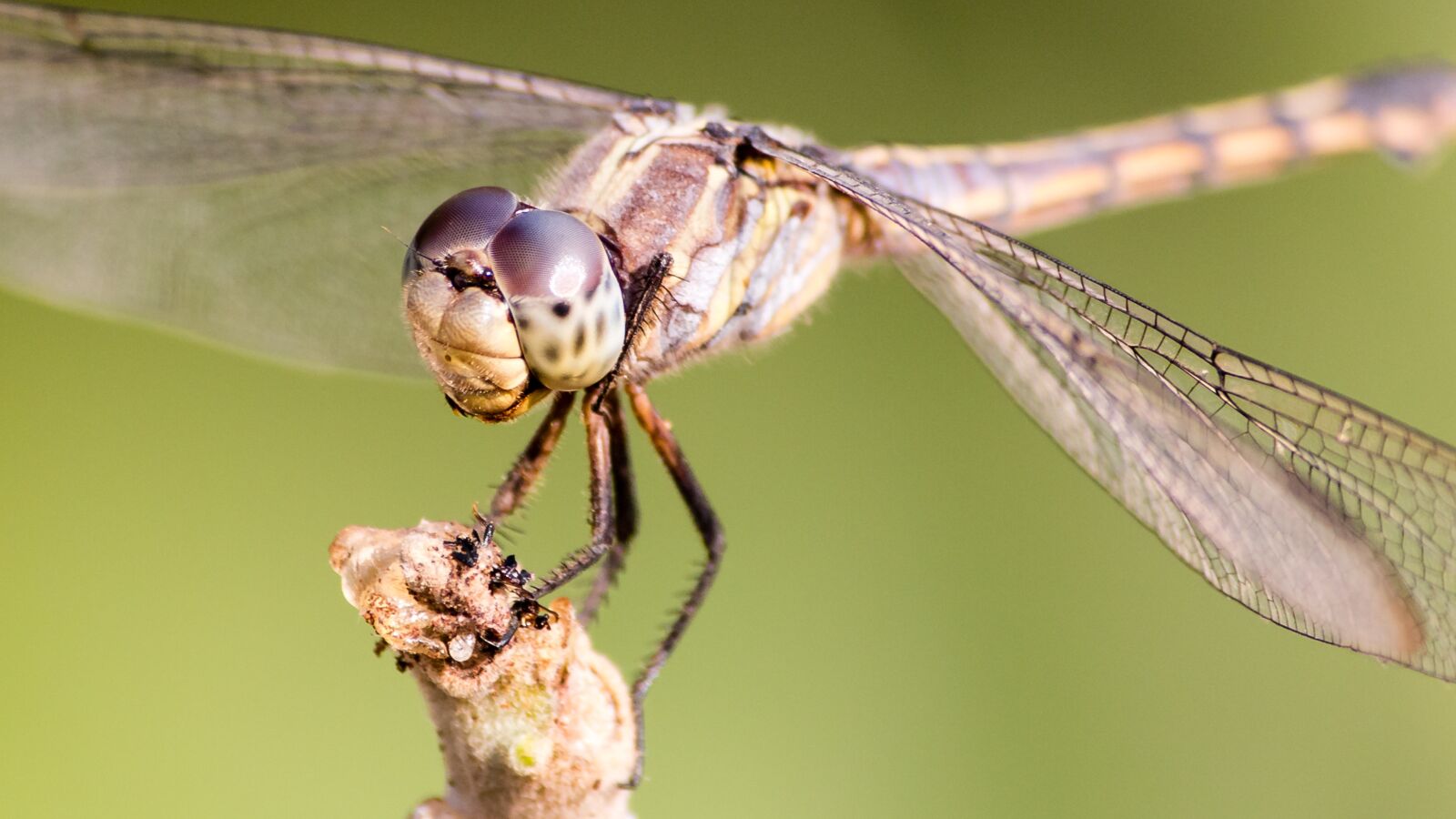 Canon EF-S 55-250mm F4-5.6 IS II sample photo. Dragonfly, nature, insect photography