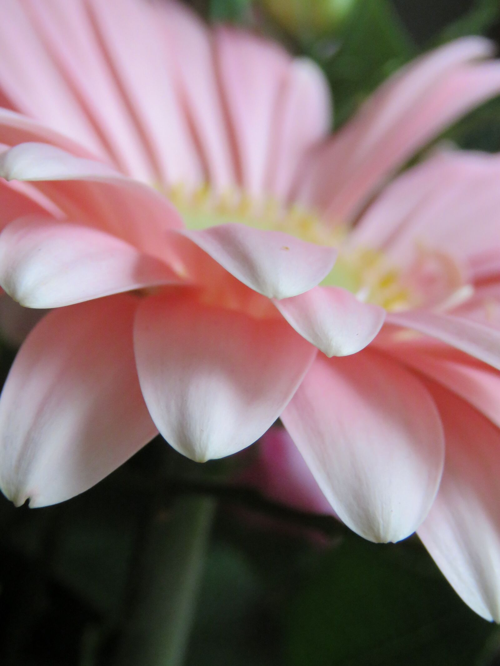 Canon PowerShot SX60 HS sample photo. Gerbera, pink, flower photography