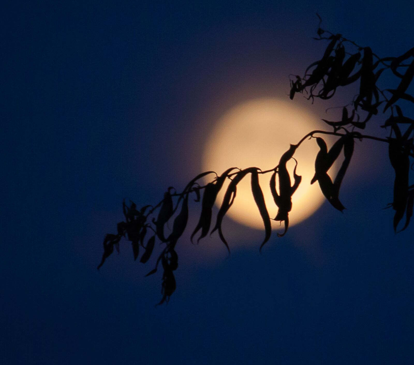 Canon EOS 50D sample photo. Moon, full moon, night photography