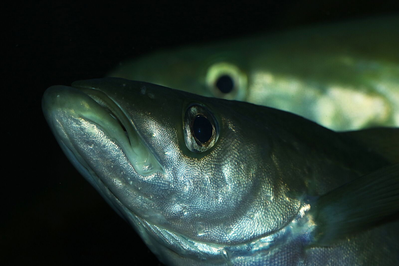 Canon EF 100mm F2.8L Macro IS USM sample photo. Fish, aquarium, water photography