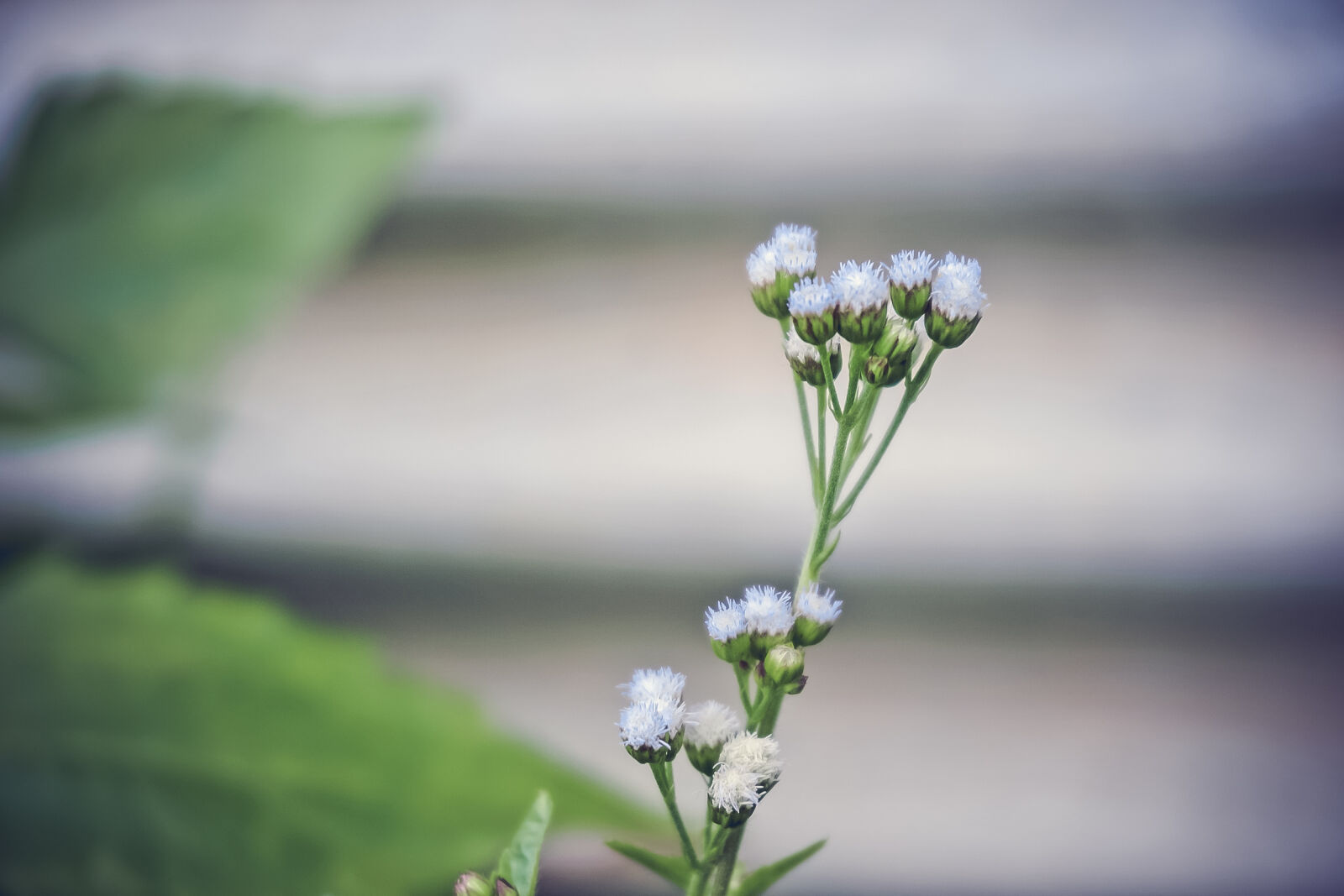 Sony a6000 sample photo. White, ageratum, close, up photography