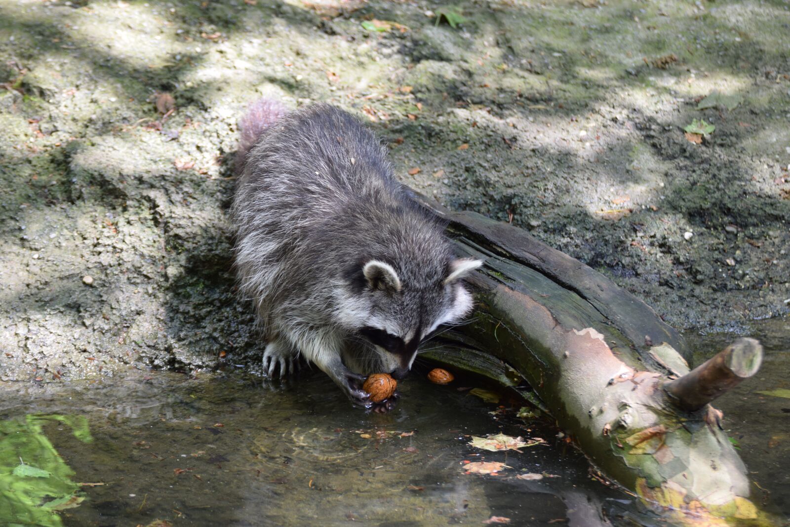 Nikon D3300 sample photo. Nature, animal world, mammal photography