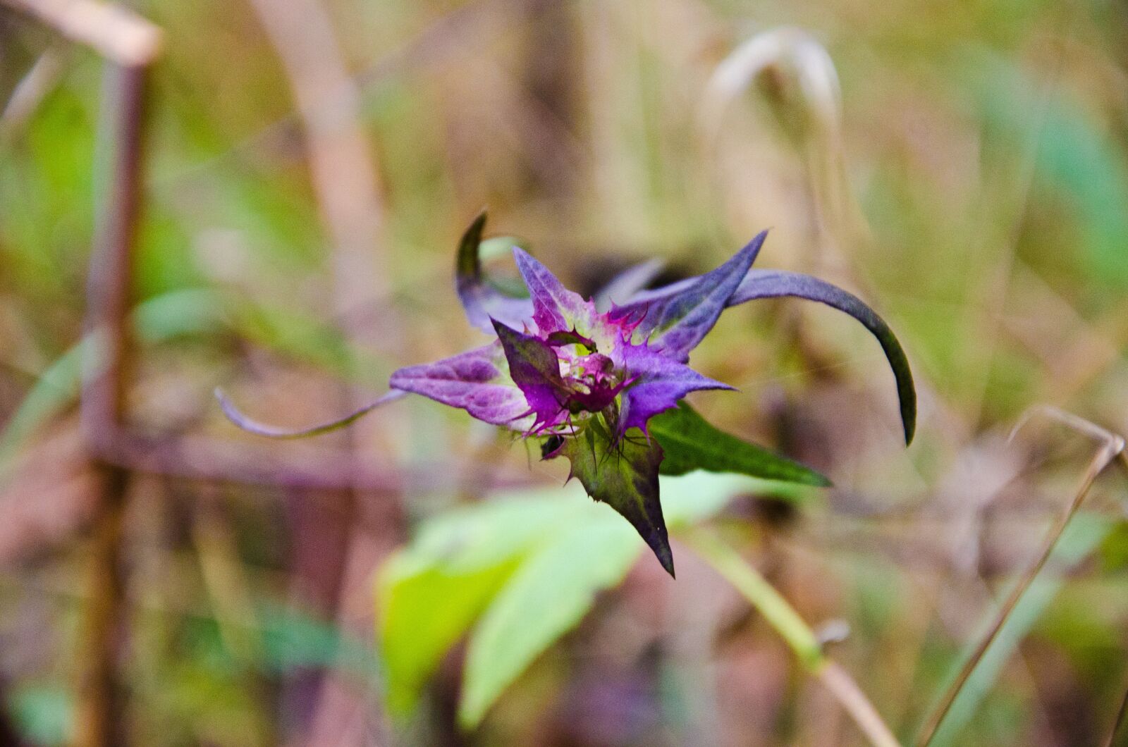 Nikon D7000 sample photo. Flower, plant, nature photography