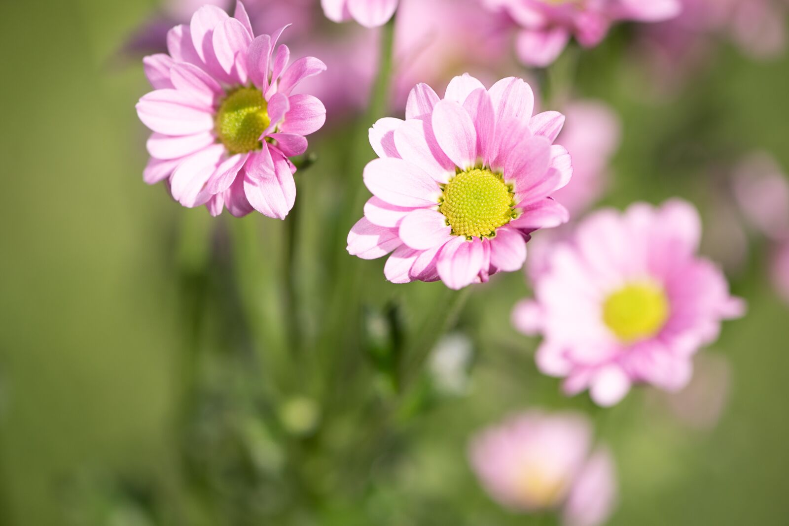 Nikon D750 sample photo. Flowers, pink, pink flower photography