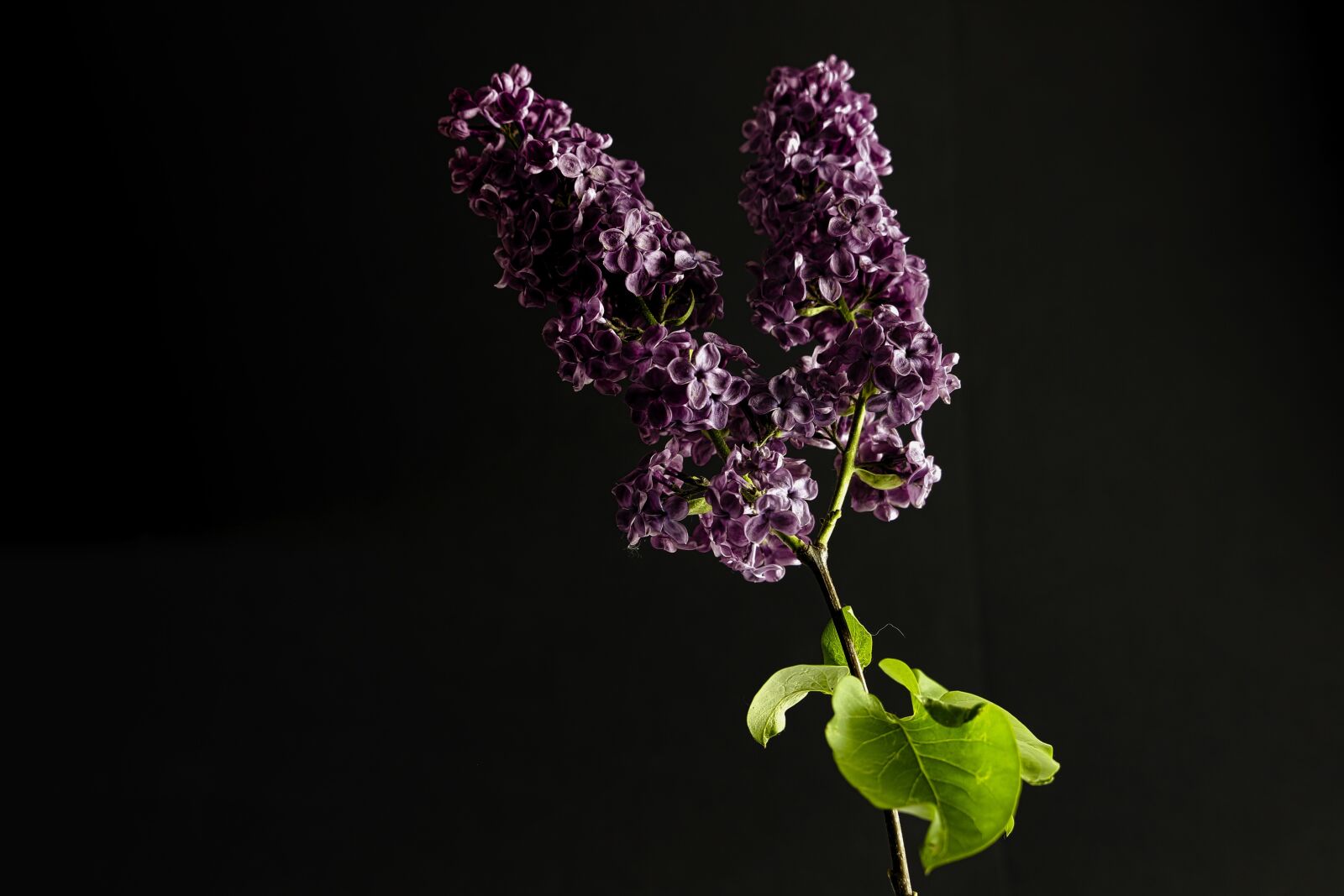 Canon EOS 600D (Rebel EOS T3i / EOS Kiss X5) sample photo. Lilac, purple, spring photography
