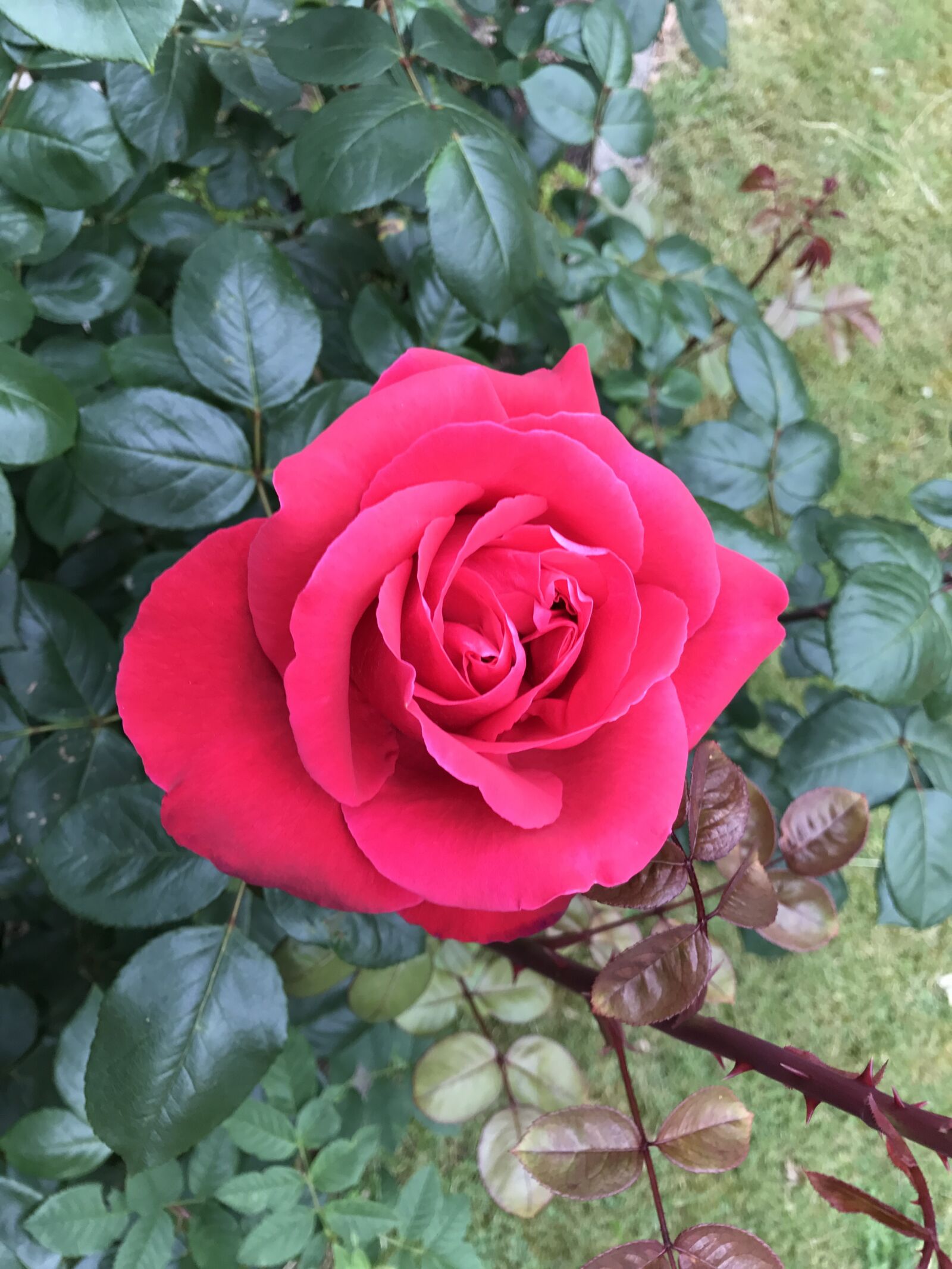 iPhone 7 Plus back dual camera 3.99mm f/1.8 sample photo. Rose, flowers, garden roses photography