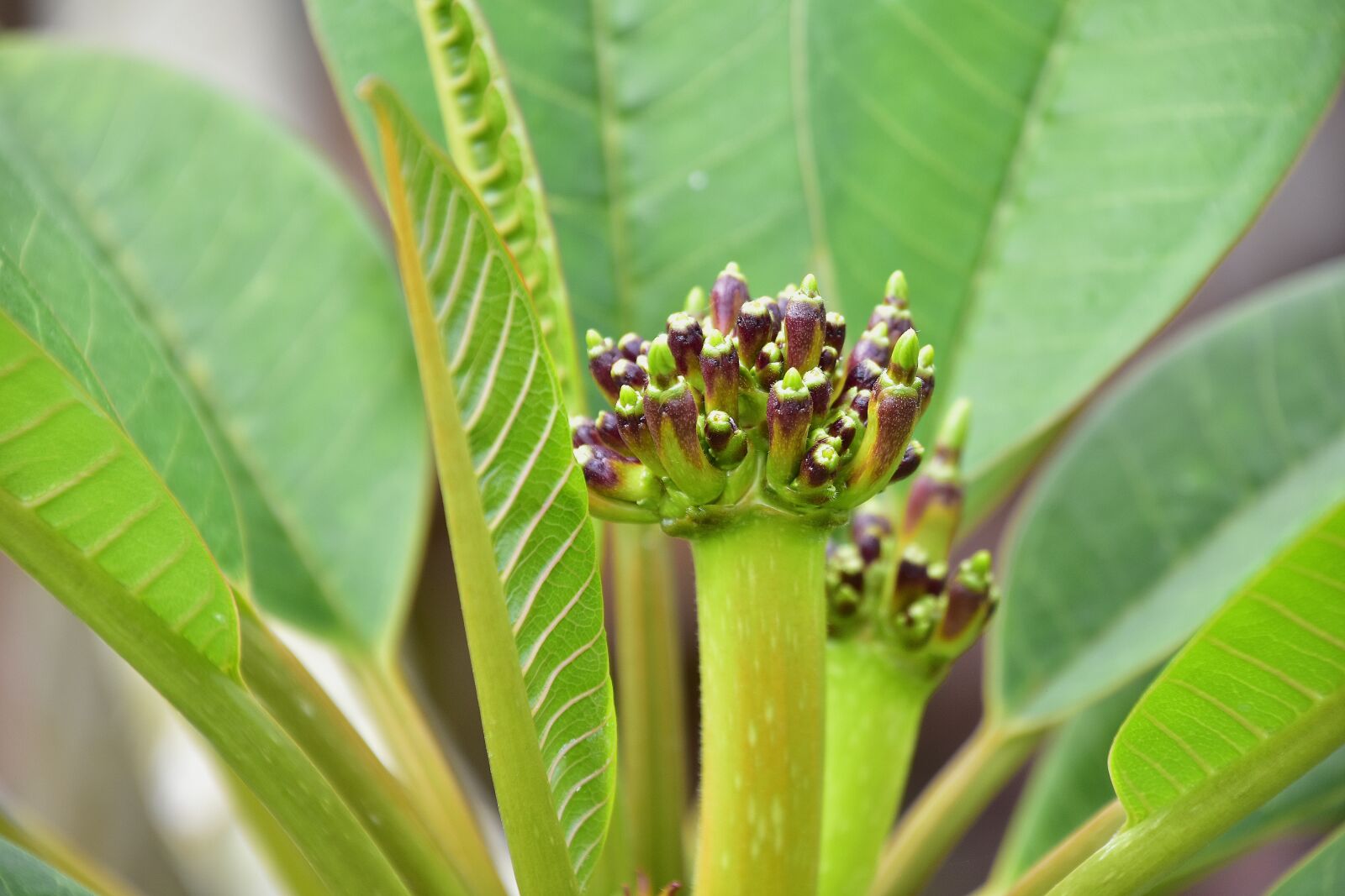 Nikon D7200 sample photo. Flora, garden, nature photography
