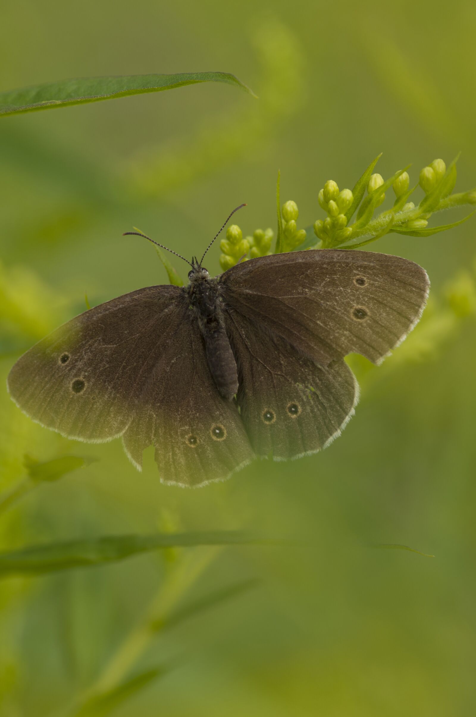 Pentax K-3 + Pentax smc D-FA 100mm F2.8 Macro WR sample photo. Butterfly, nature, insect photography