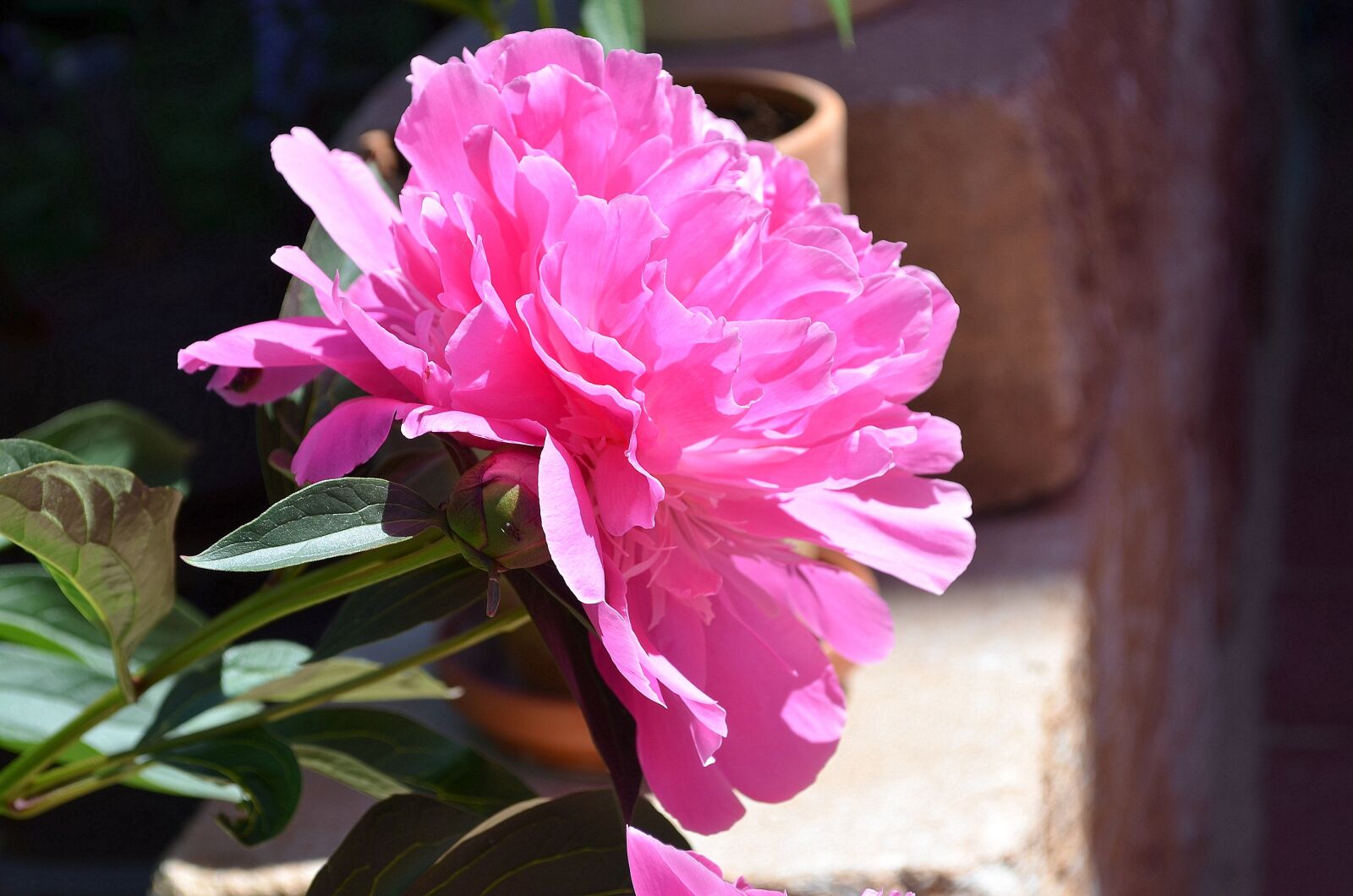 Nikon D5100 sample photo. Peony, pink, flower photography