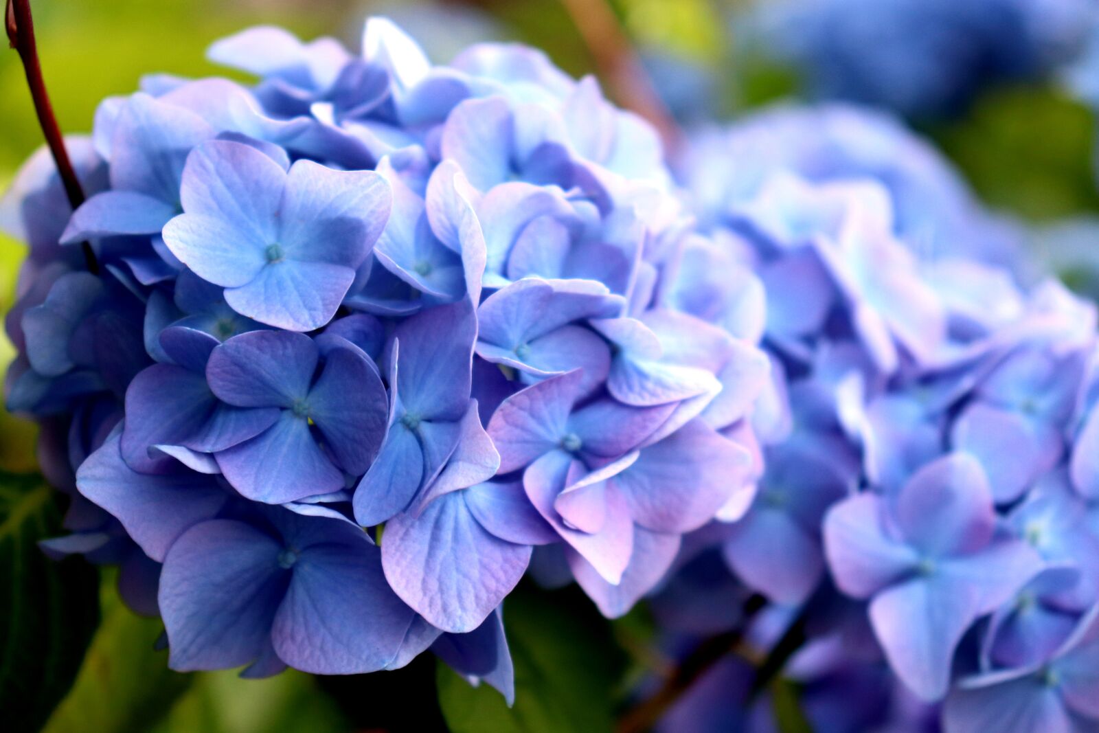 Canon EOS 200D (EOS Rebel SL2 / EOS Kiss X9) sample photo. Hydrangea, flowers, gardening photography
