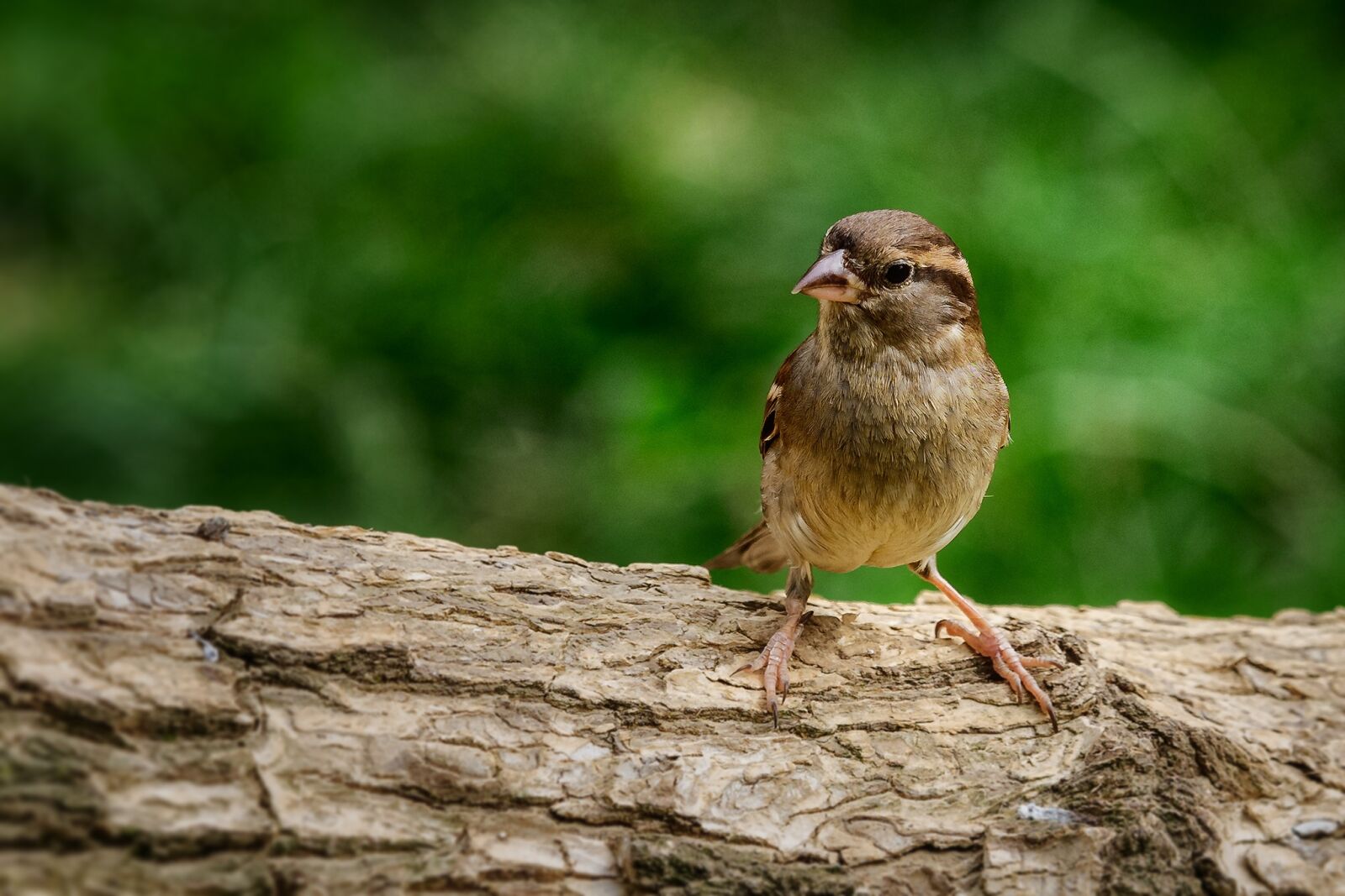 Olympus OM-D E-M1 sample photo. Sparrow, bird, nature photography