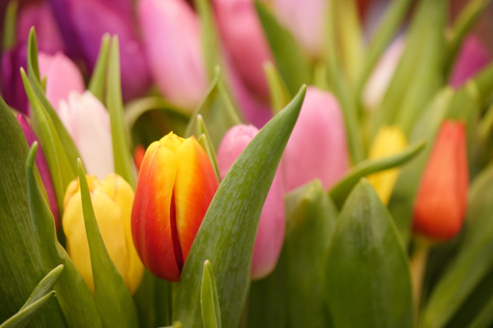 Panasonic Lumix DMC-GX8 sample photo. Tulip, nature, flower photography