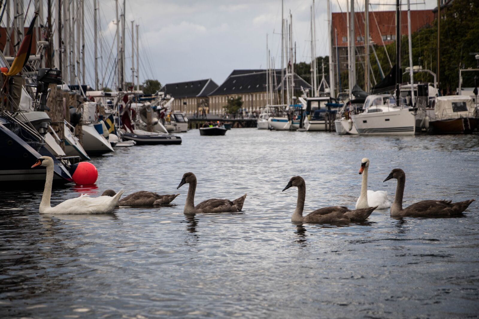 Canon EOS 80D sample photo. Ducks, river, water photography