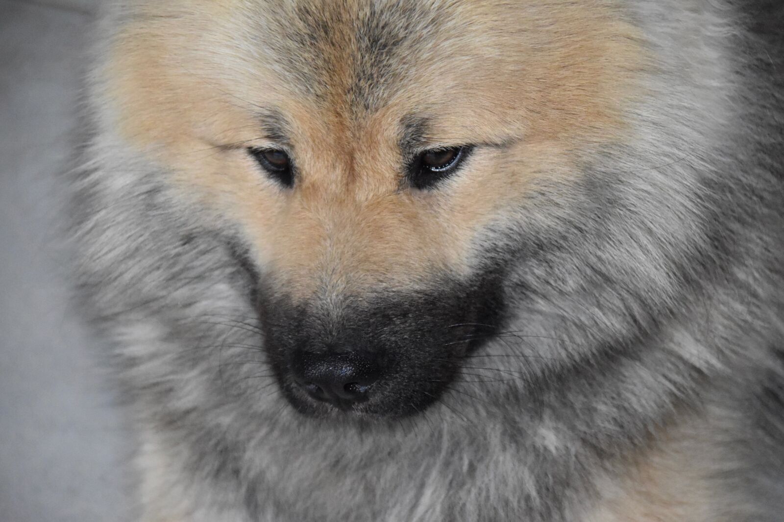 Nikon D5600 sample photo. Dog, dog eurasier, dog photography