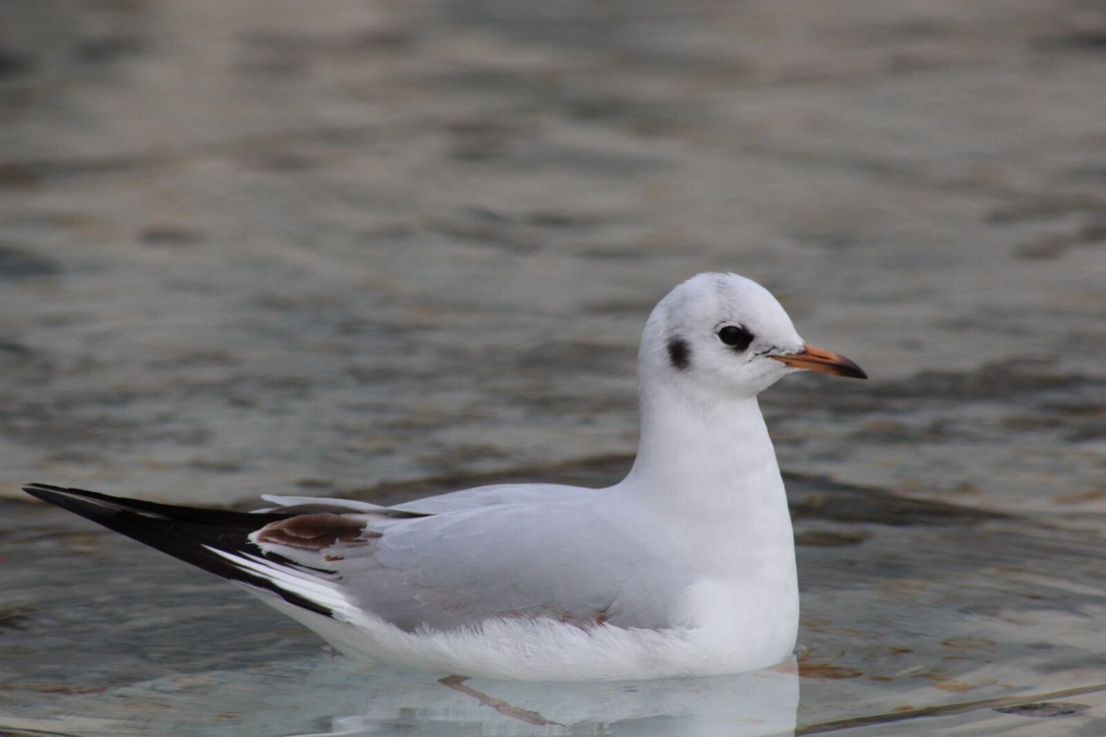 Canon EOS 600D (Rebel EOS T3i / EOS Kiss X5) sample photo. Bird, seagull, nature photography