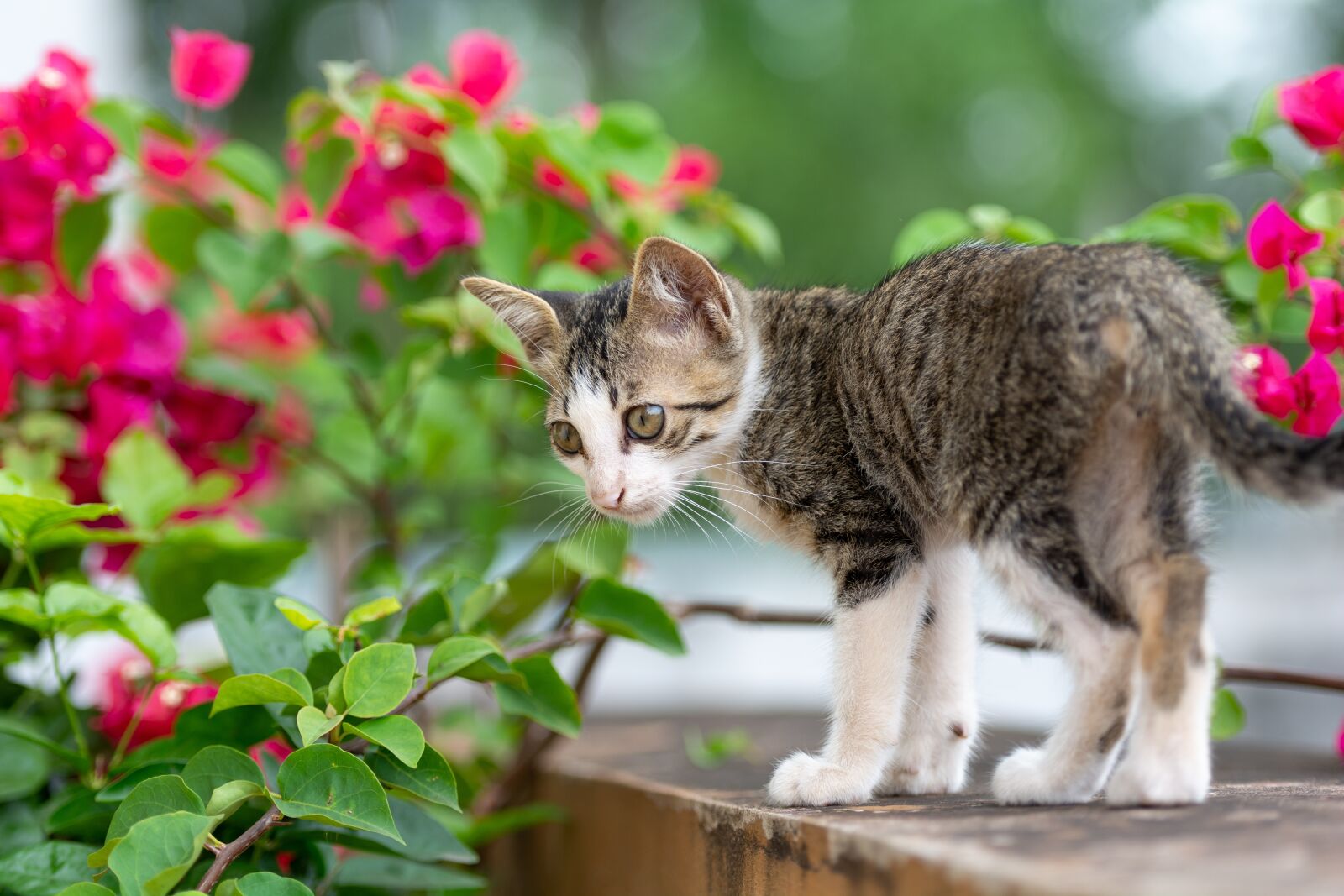 Nikon D7100 sample photo. Kitty, cat, animal photography