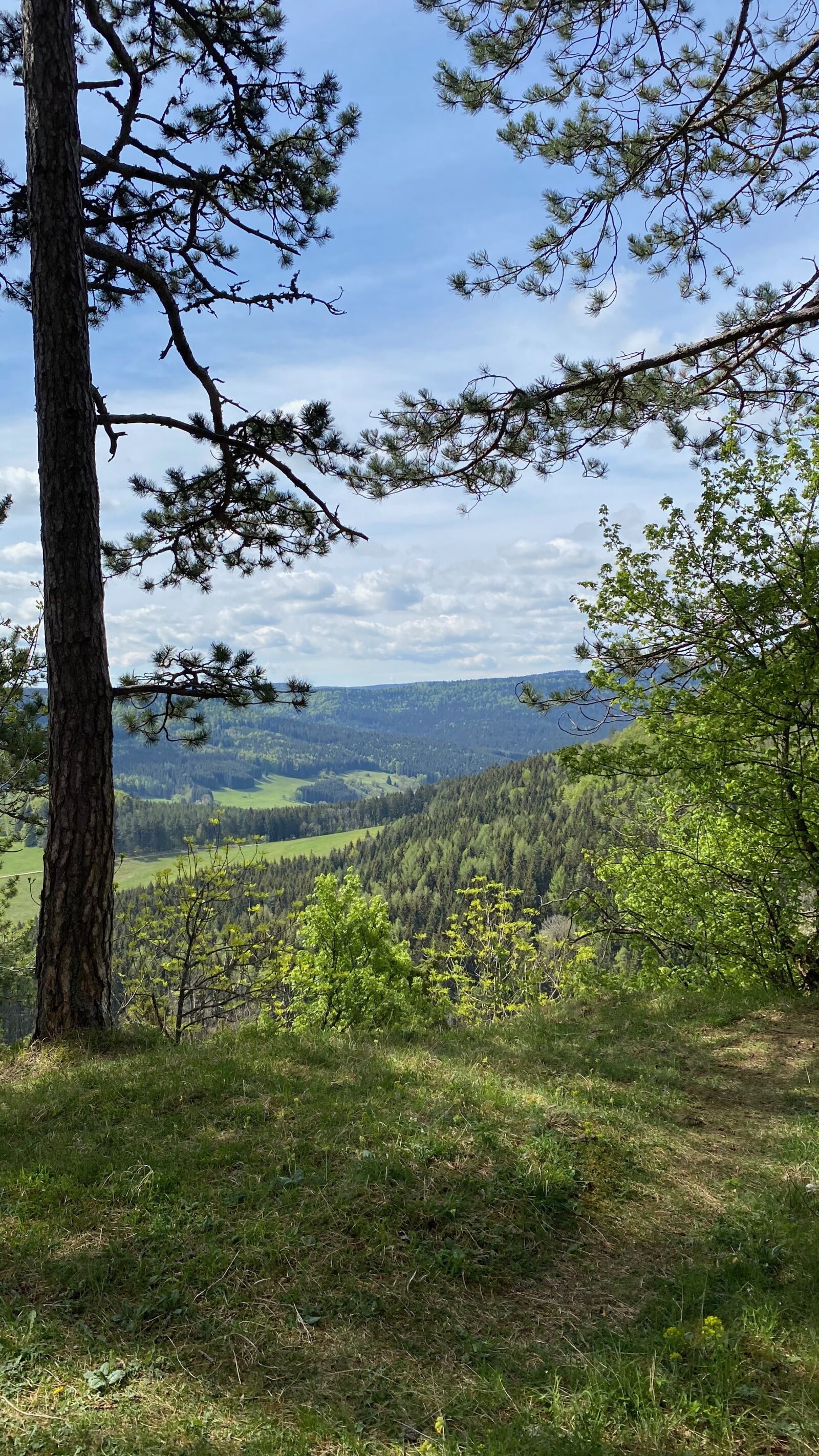 Apple iPhone 11 Pro sample photo. Sheep mountain, animal in photography