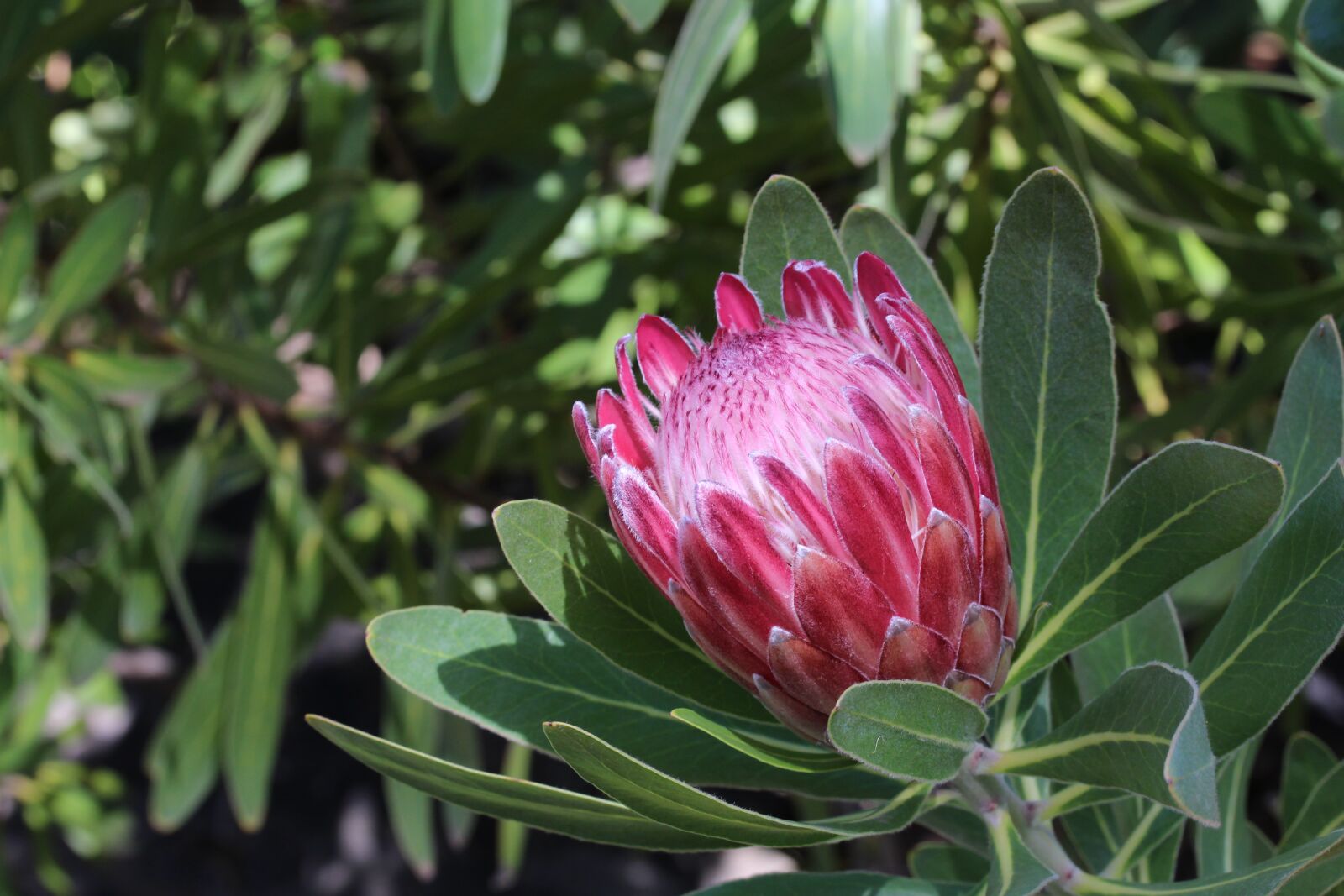 Canon EOS 700D (EOS Rebel T5i / EOS Kiss X7i) + Canon EF-S 60mm F2.8 Macro USM sample photo. Protea, flower, red photography