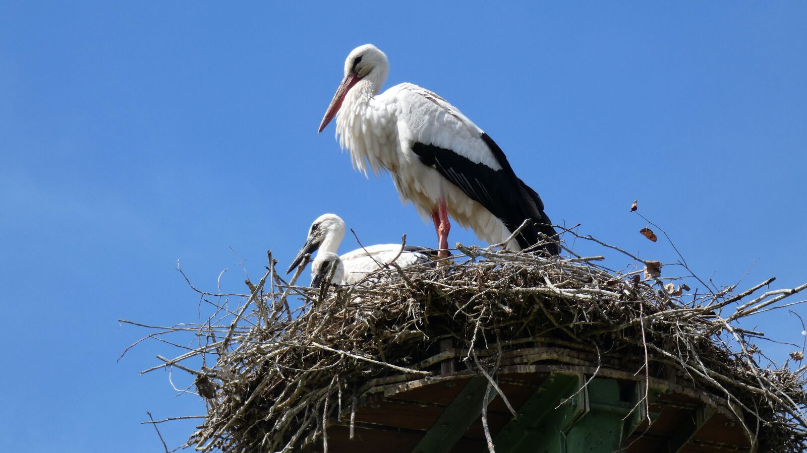 Panasonic DC-FZ83 sample photo. Stork, nest, chick photography