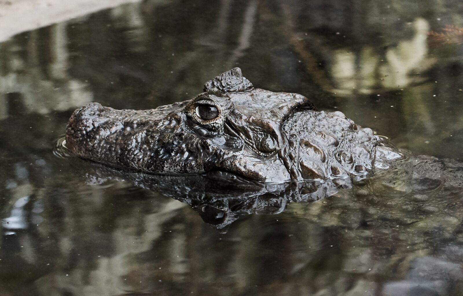 Canon EOS 7D Mark II sample photo. Nature, crocodile, danger photography