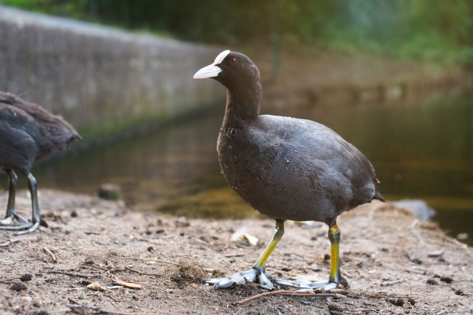Sony a7 sample photo. Coot, water, concrete photography