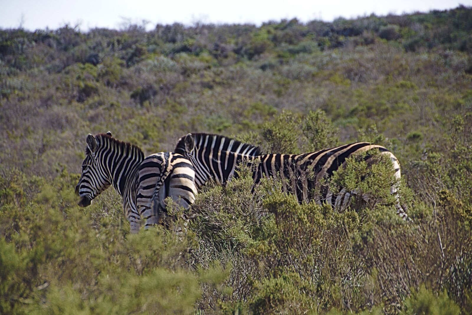 Canon EOS 600D (Rebel EOS T3i / EOS Kiss X5) sample photo. Zebra, animals, africa photography