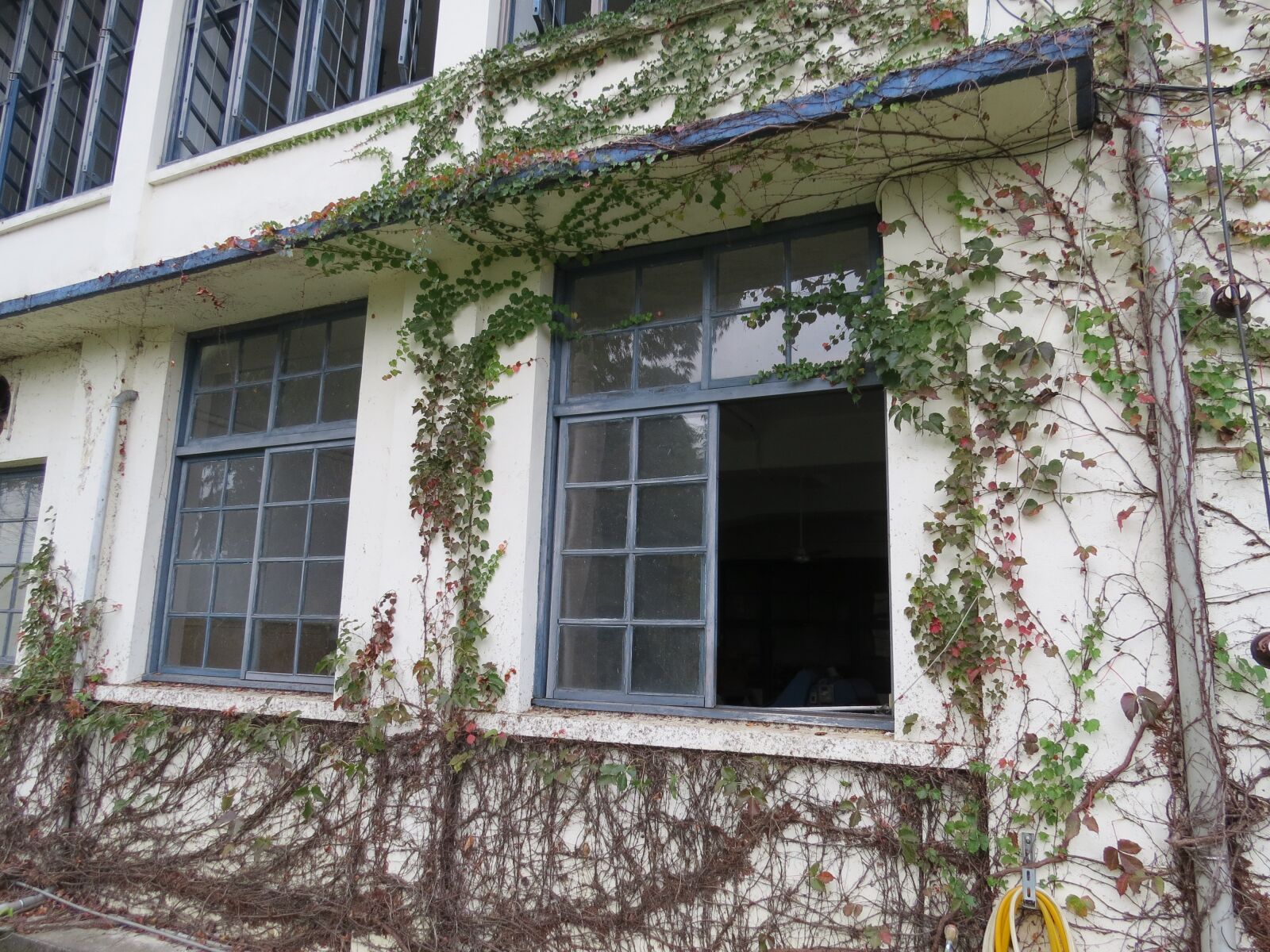 Canon PowerShot SX50 HS sample photo. Housing, vine, tea factory photography