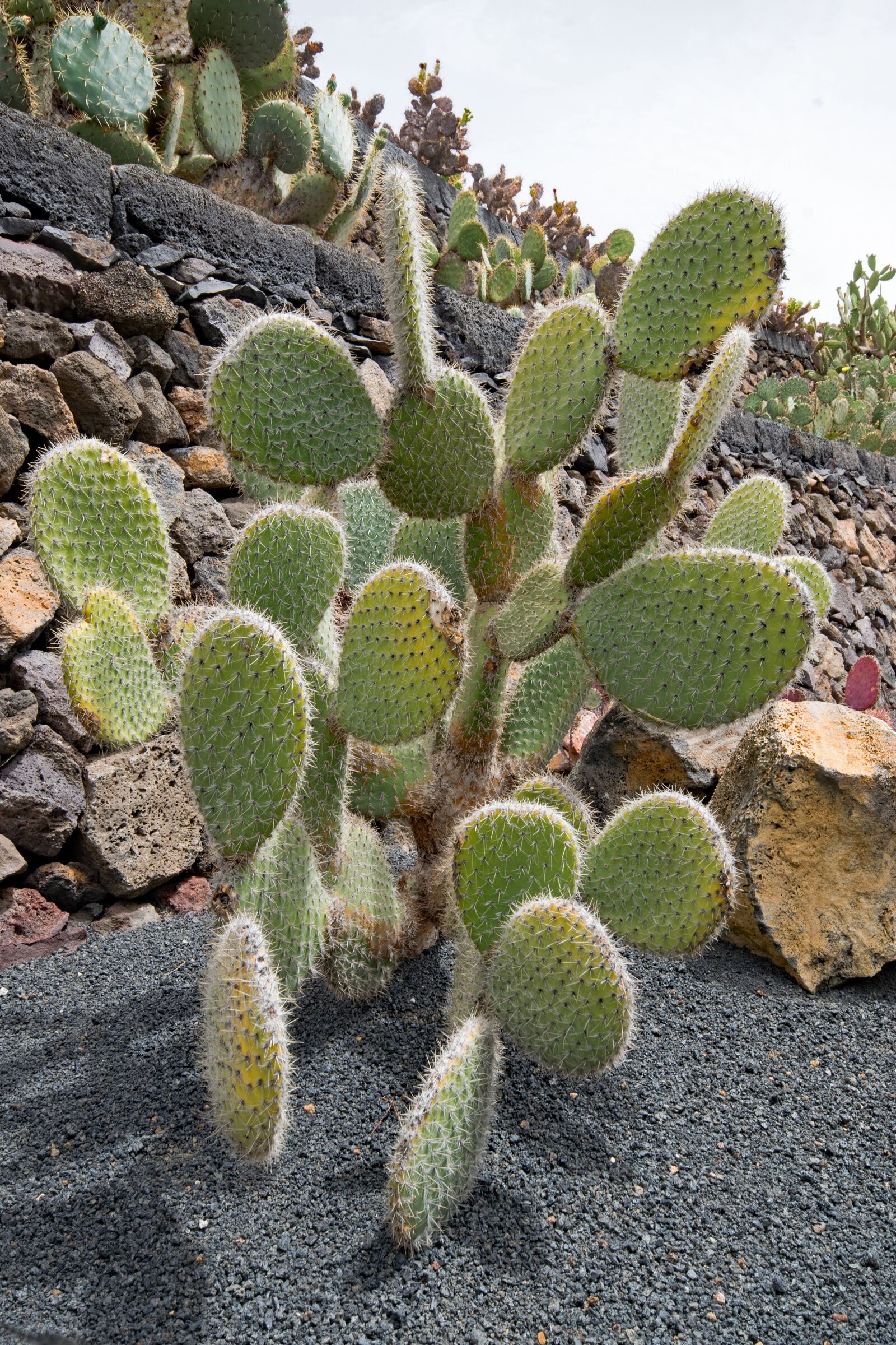 Nikon D5300 sample photo. Jardin de cactus, cactus photography