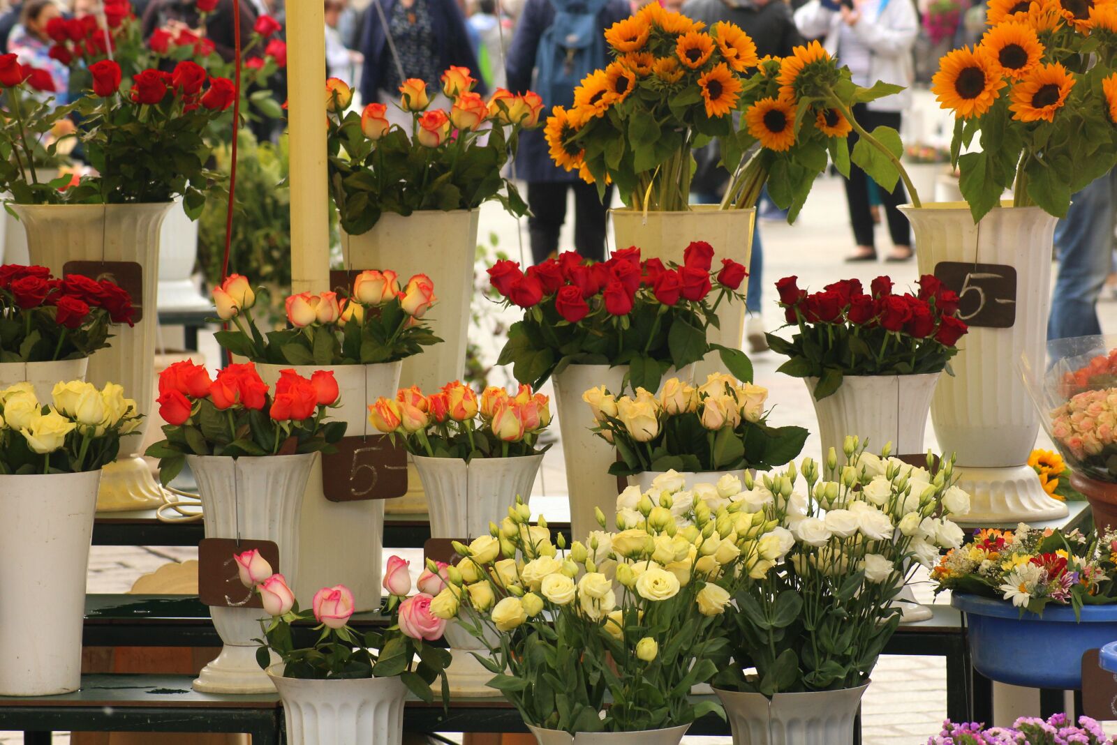 Canon EOS 1200D (EOS Rebel T5 / EOS Kiss X70 / EOS Hi) sample photo. Flowers, called rothmans, flower photography