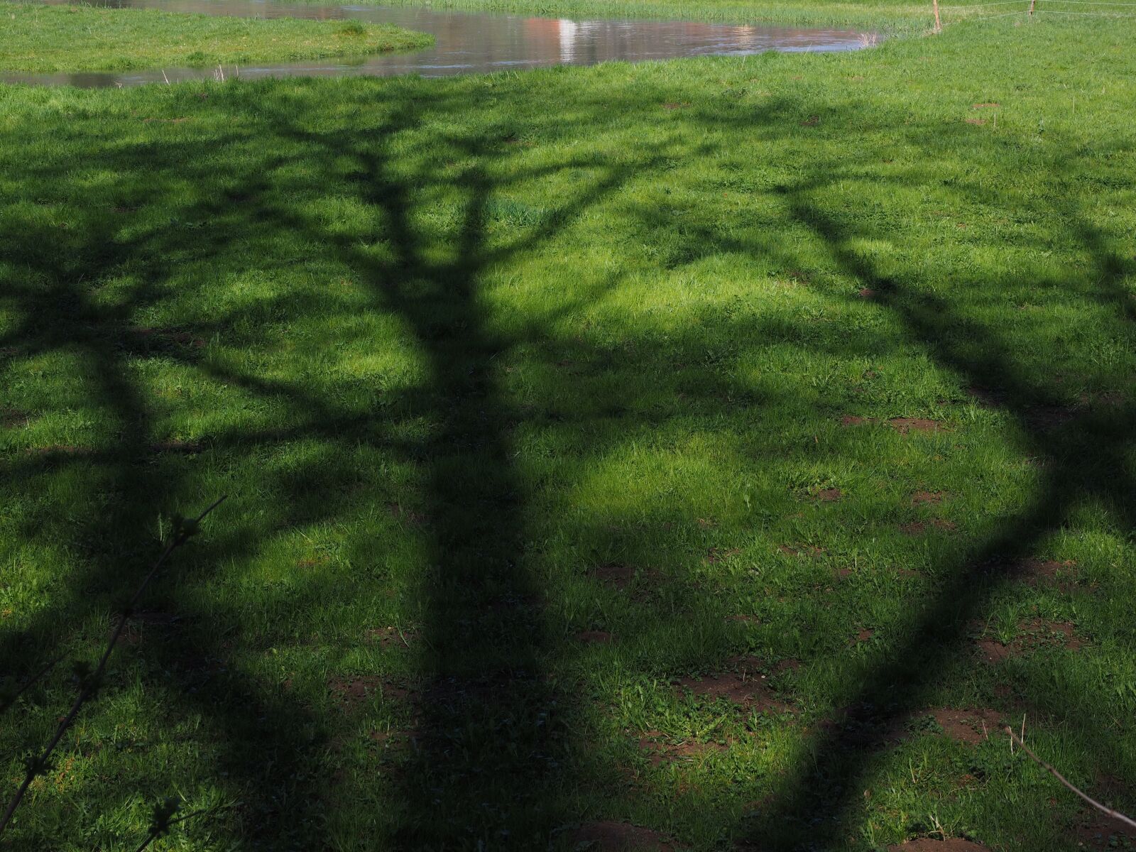 Olympus OM-D E-M1 + Olympus M.Zuiko Digital ED 12-40mm F2.8 Pro sample photo. Tree, shadow, hispanic photography