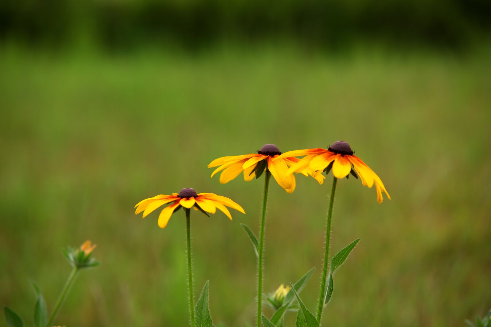 Canon EOS 5D Mark II sample photo. Nature, summer, some people photography