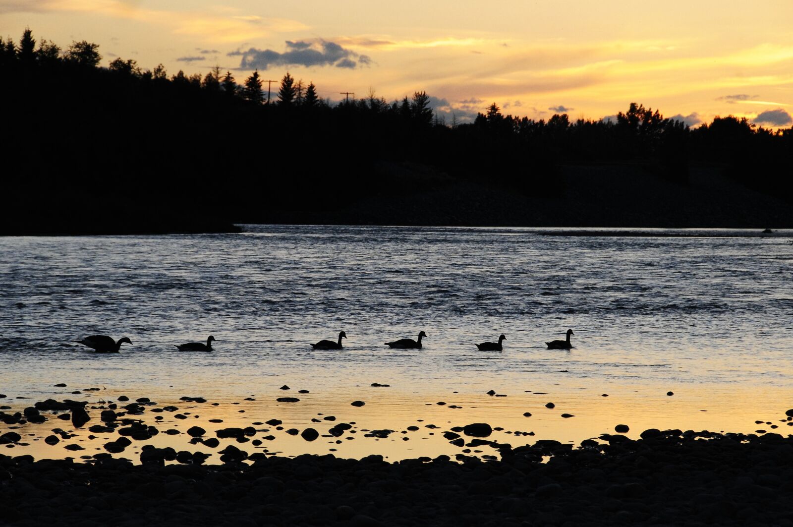 Nikon D300 sample photo. Geese, water, canadian geese photography