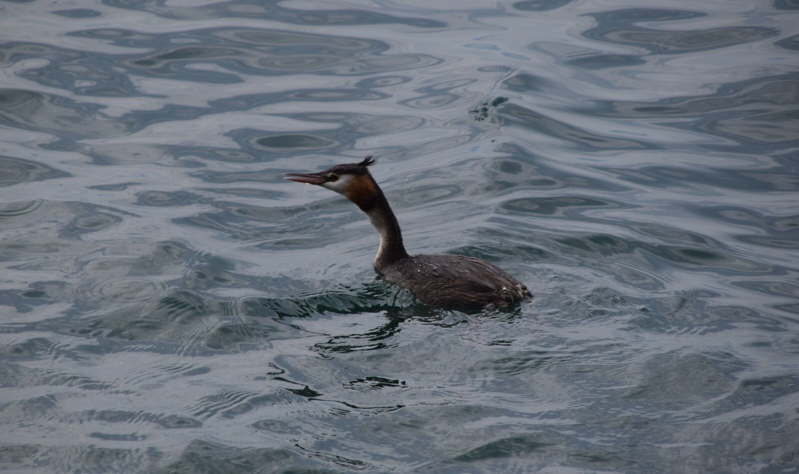 Nikon D5300 sample photo. Seabirds, lake, mountain photography