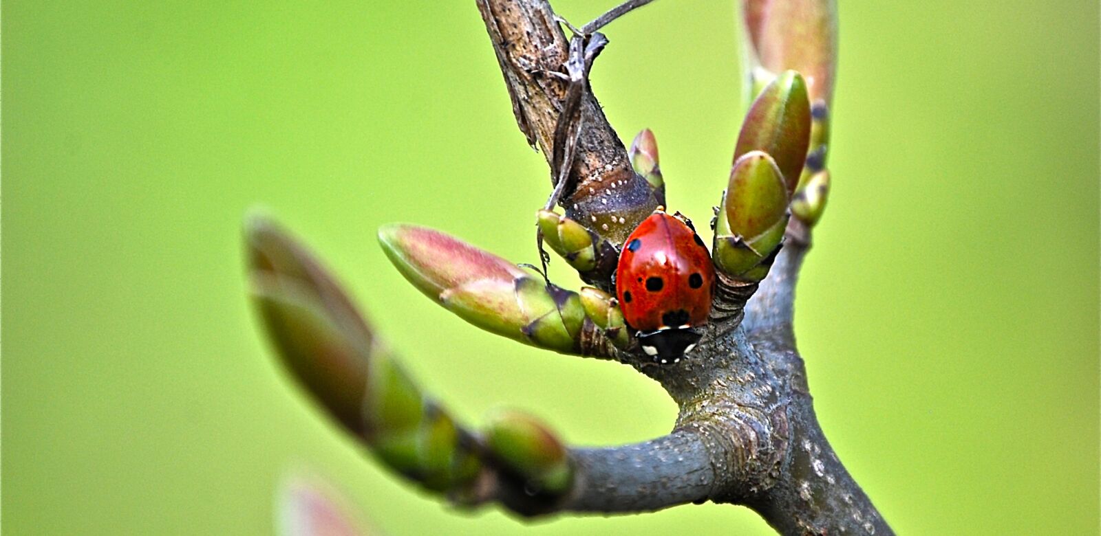 Nikon D40X sample photo. Ladybug, branch, insect photography