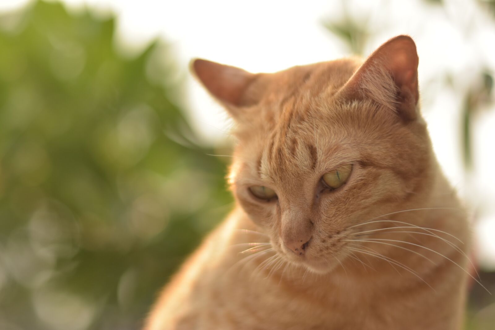 Nikon D3400 sample photo. Orange cat, ginger cat photography