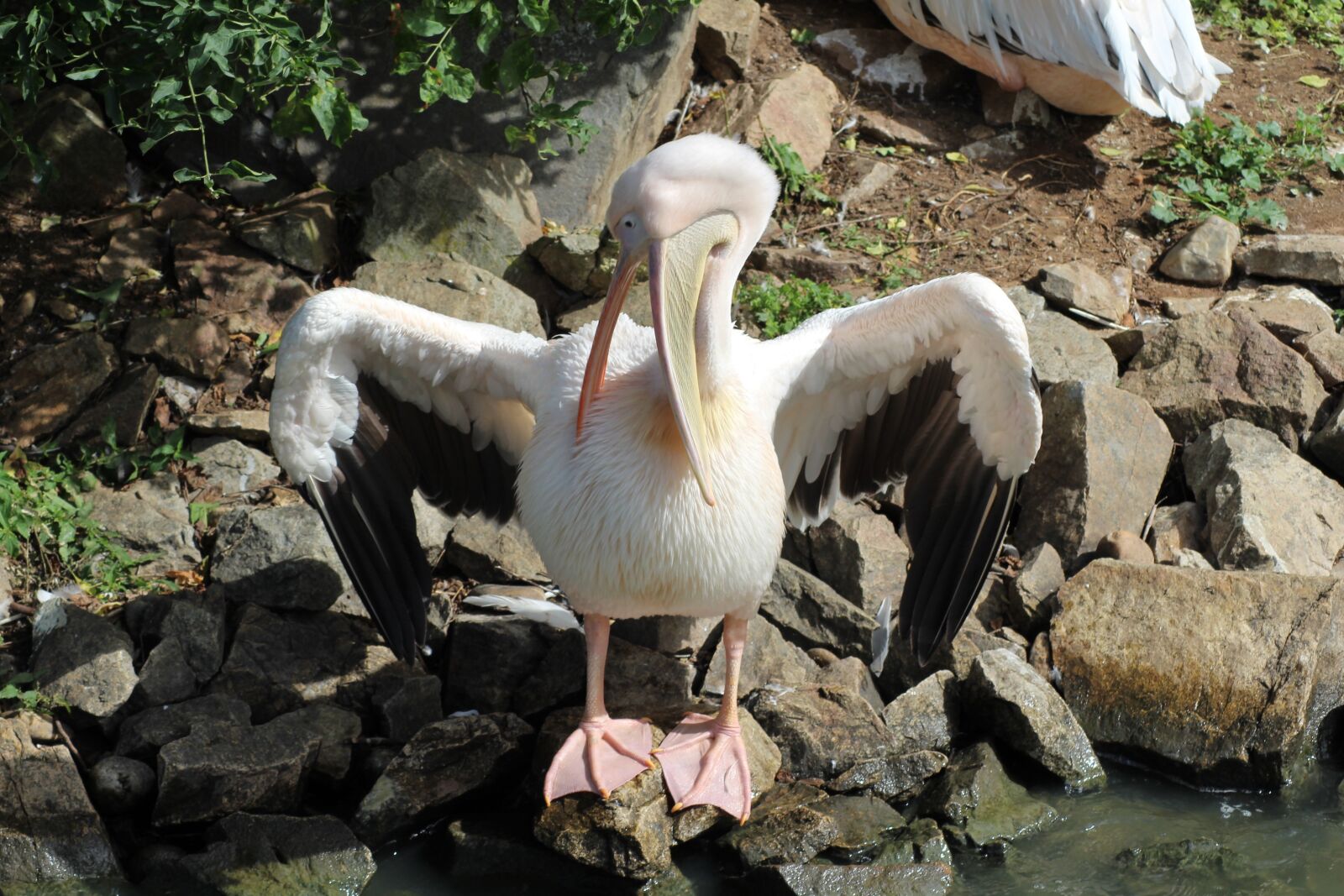 Canon EOS 1200D (EOS Rebel T5 / EOS Kiss X70 / EOS Hi) sample photo. Pelican, bird, zoo deep photography