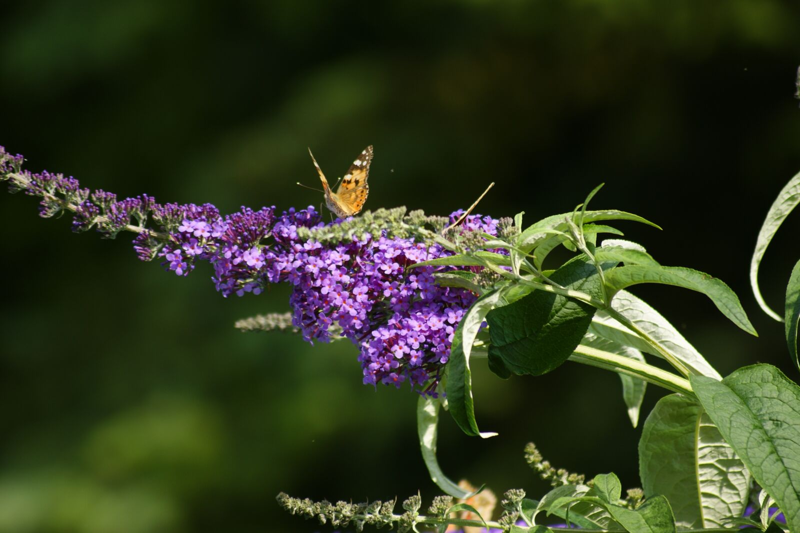 Sony Alpha DSLR-A350 sample photo. Lilac, butterfly, nature photography