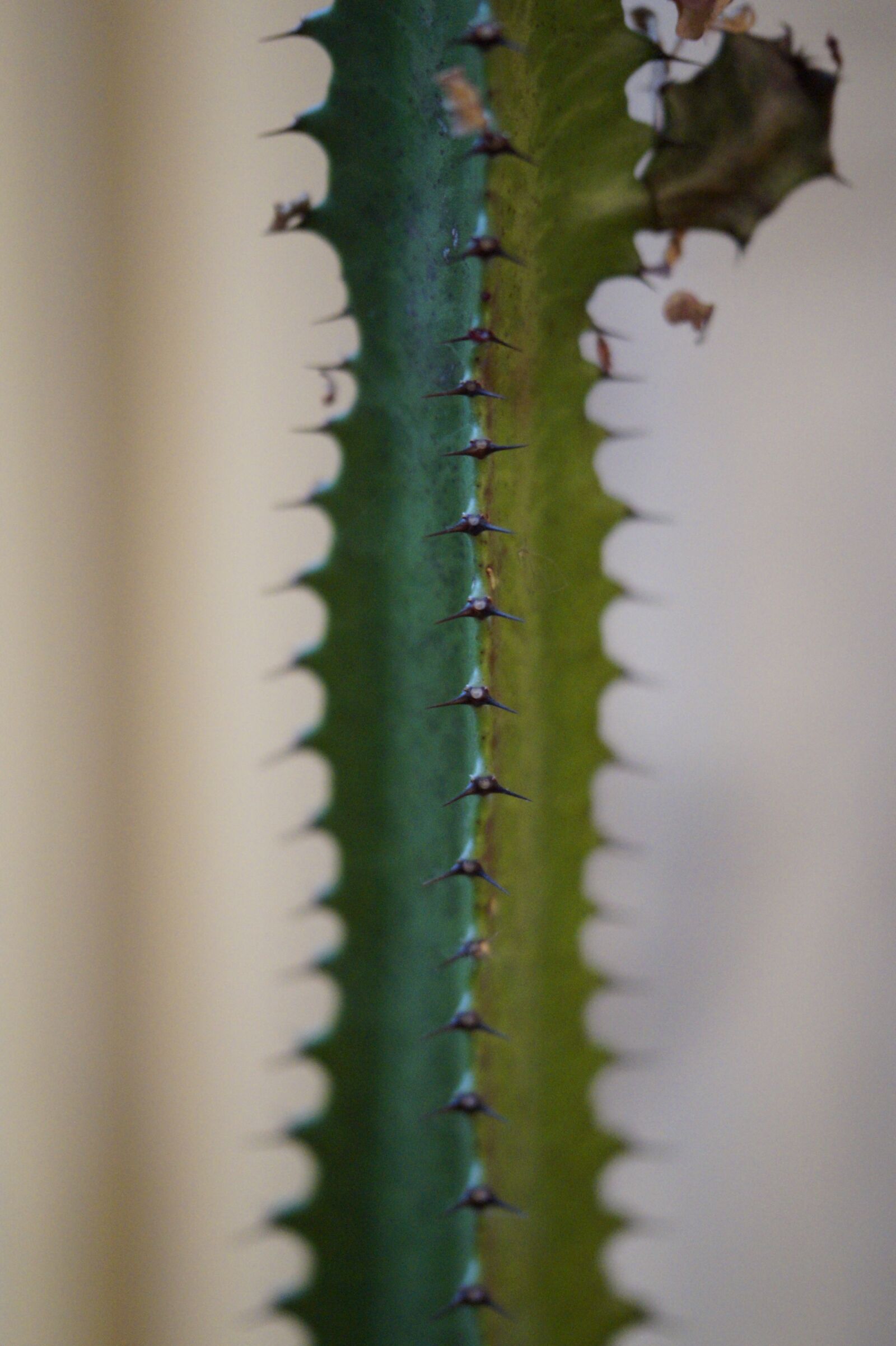 Sony SLT-A58 sample photo. Cactus, spur, prickly photography