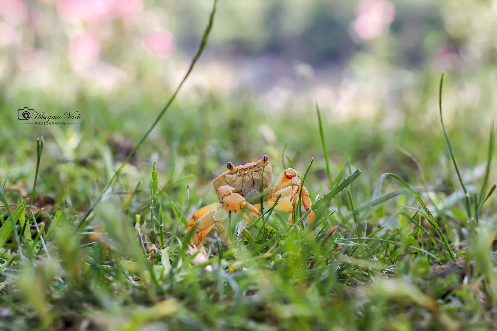 Canon EOS 60D + Canon EF 50mm F1.8 II sample photo. 60d, canon, crab photography