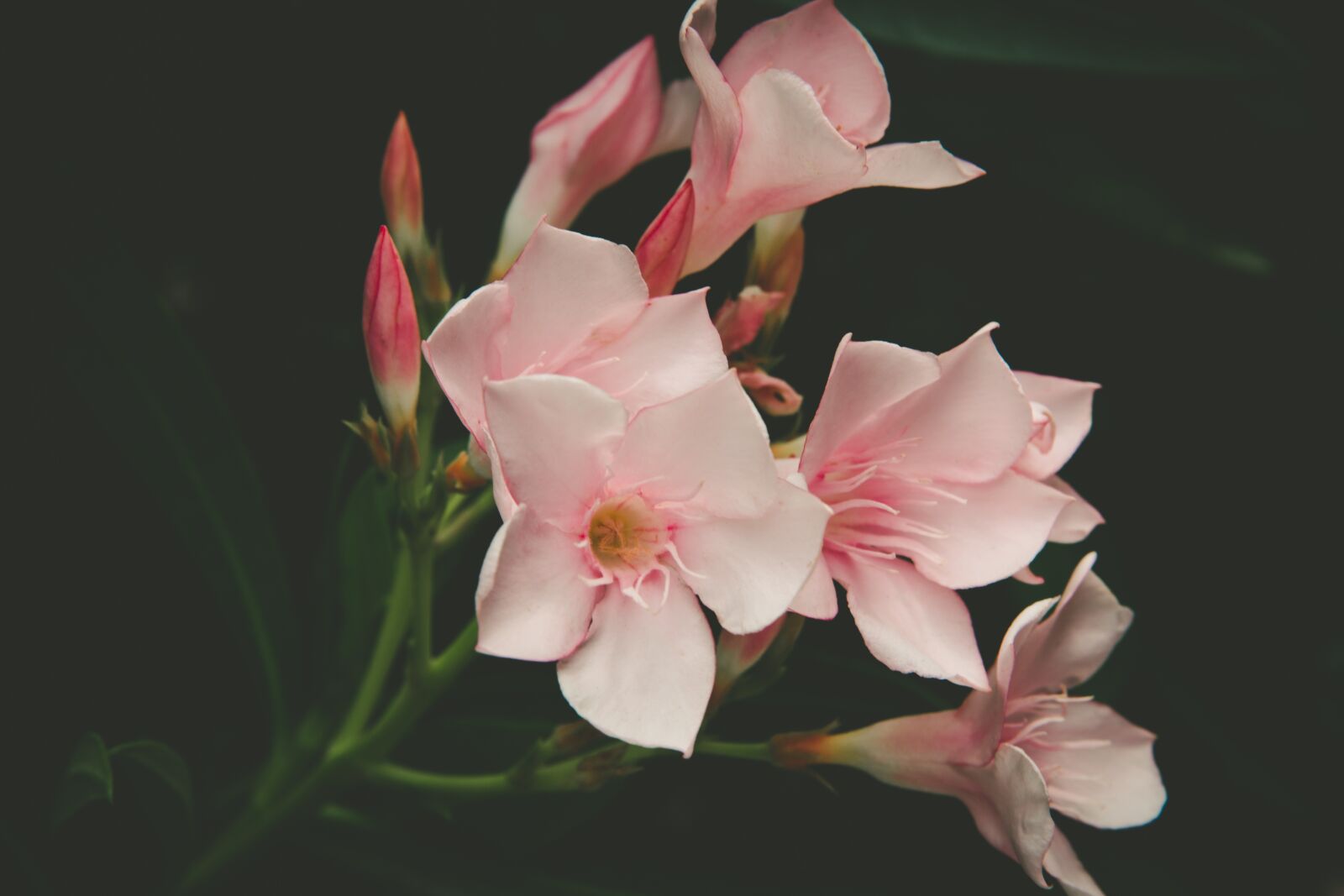 Canon EF 24-70mm F2.8L II USM sample photo. Pink, flower, petal photography